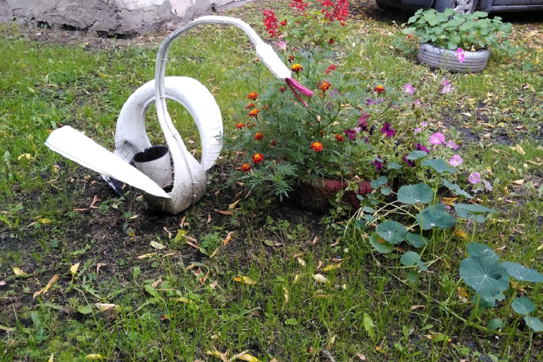 Чем опасны лебеди из покрышек — ответ биолога из Новосибирска