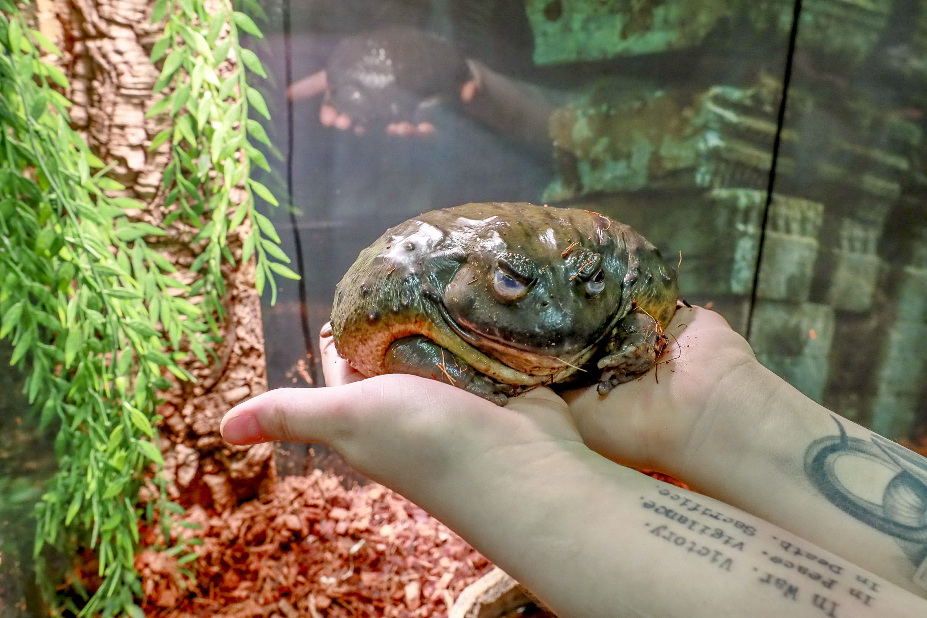 Выставку с жуткими пауками и лягушкой-гигантом привезли в Новосибирск