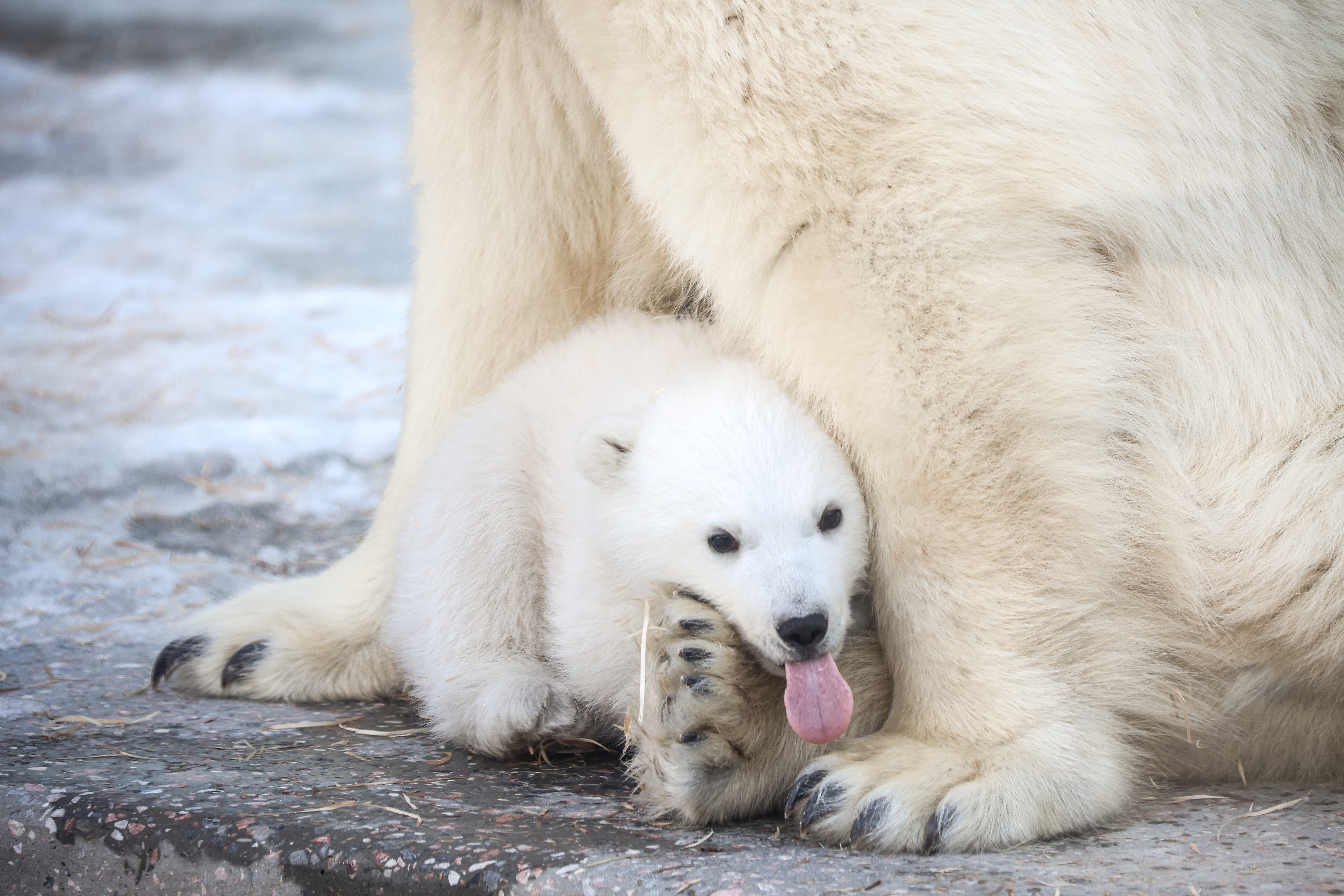 Придумать имя для белого медвежонка попросили новосибирцев
