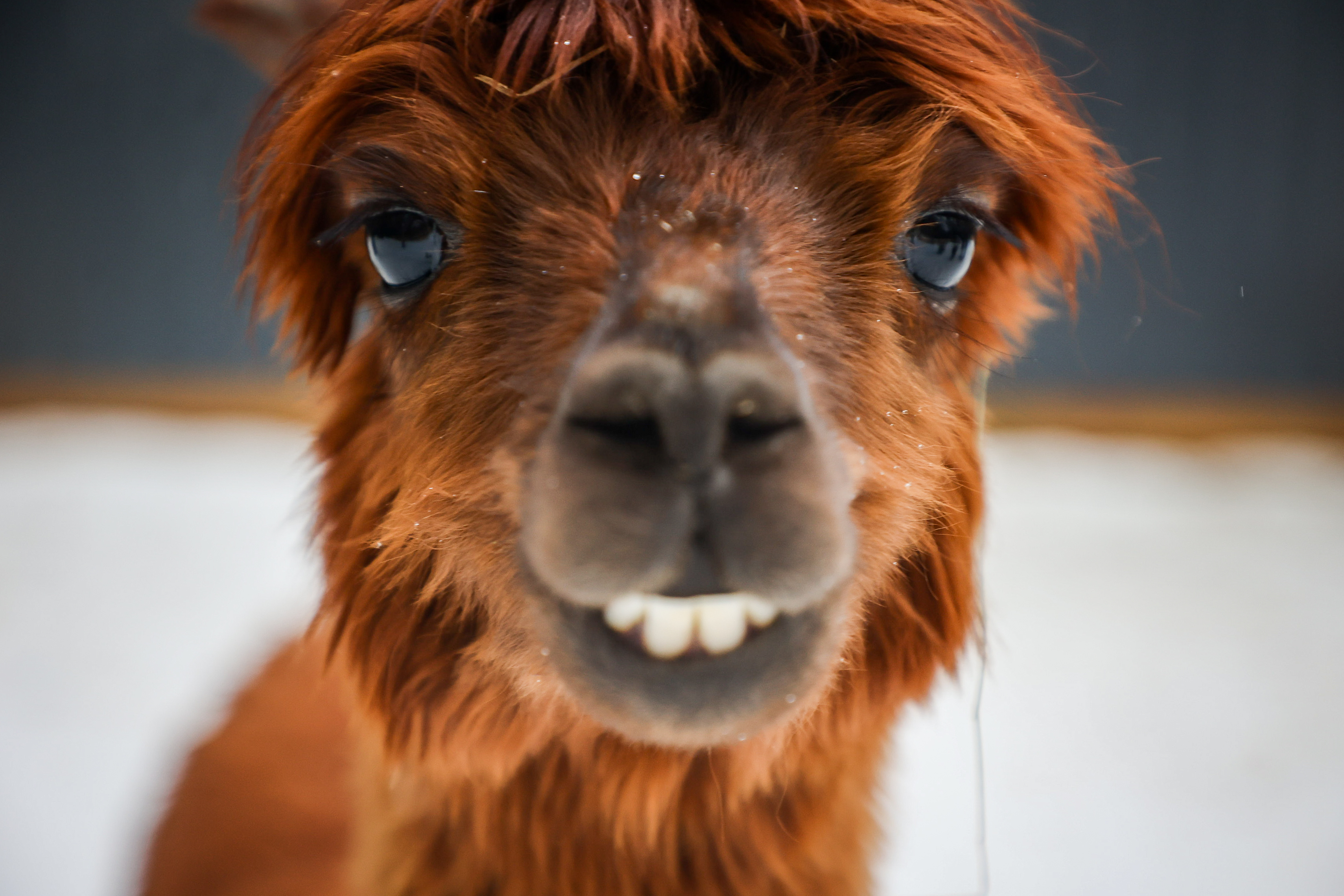 Если вы пропустили: балерина на стене, пушистый антистресс и дом Крячкова