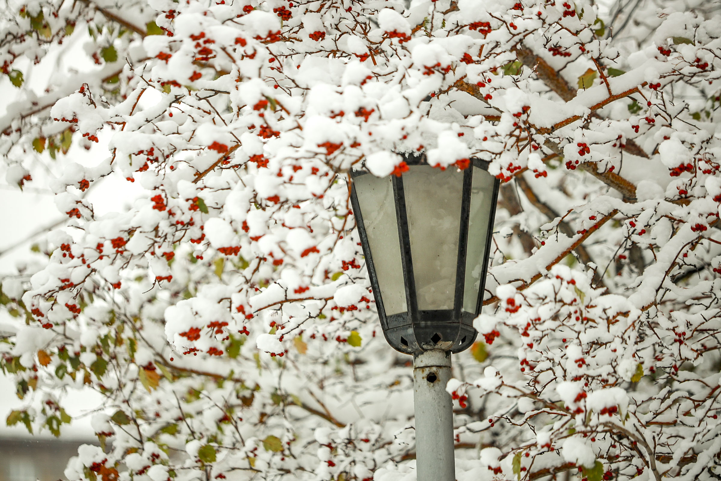 Эта зима в Новосибирске стала рекордной по осадкам с 1900 года — синоптики