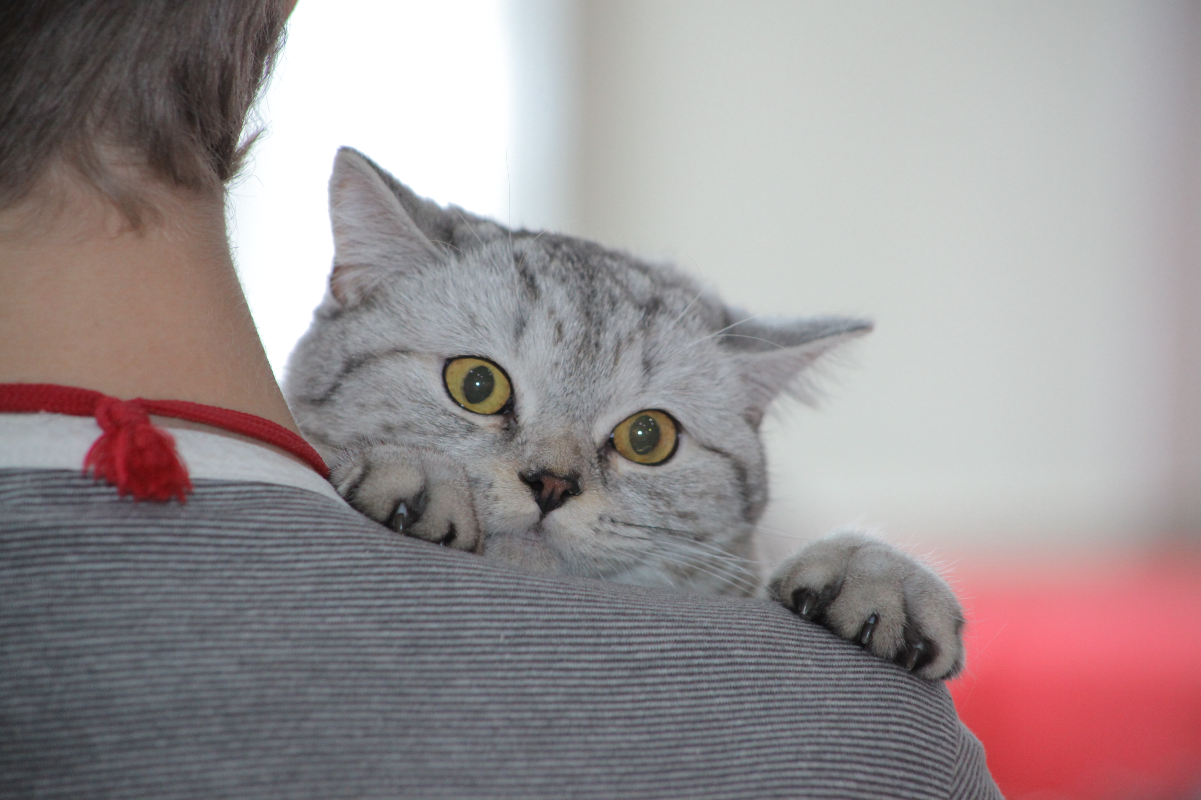 150 собак и кошек хотят раздать на фестивале WOOF в Новосибирске