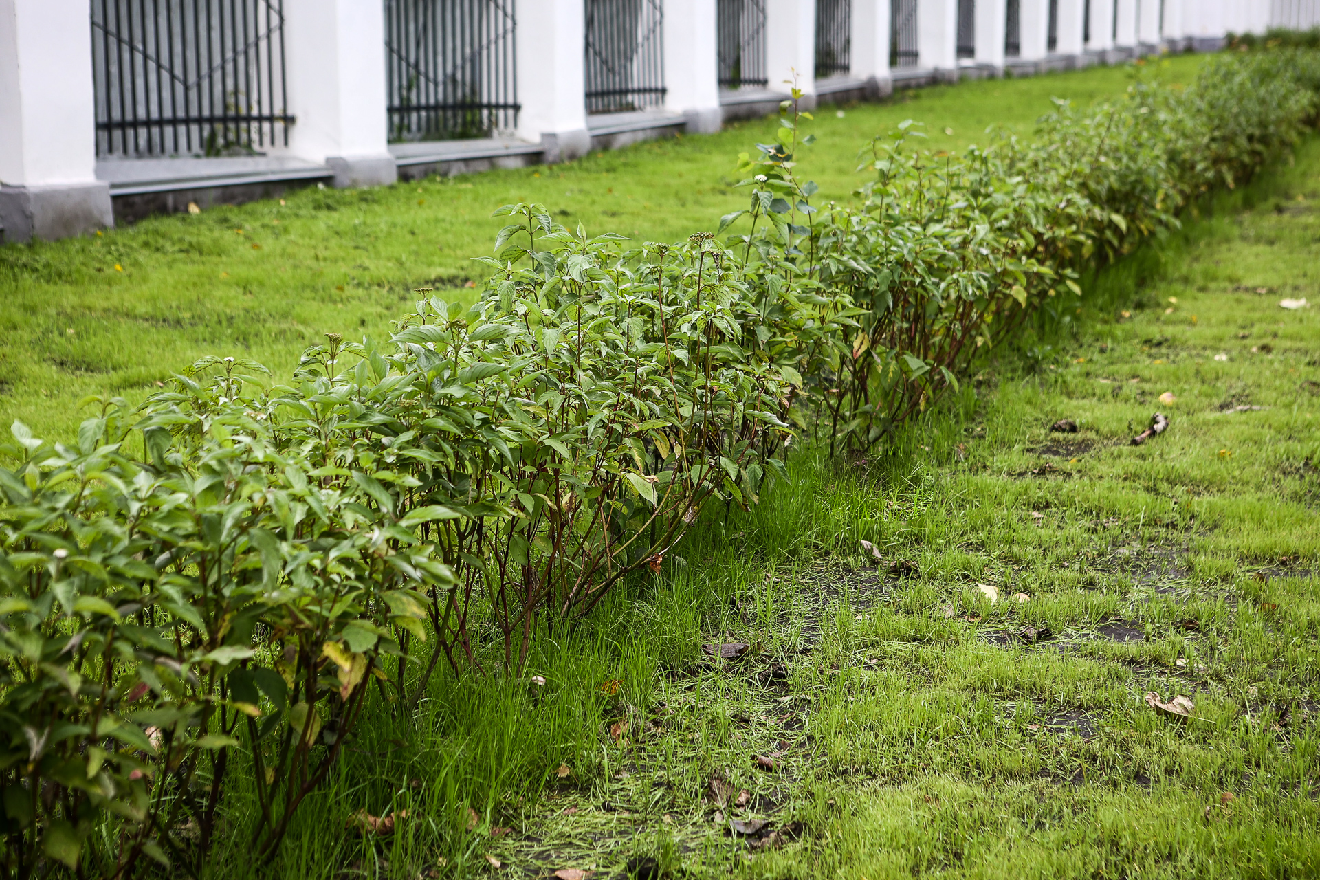 130 миллионов раздадут районам Новосибирска на реконструкцию газонов