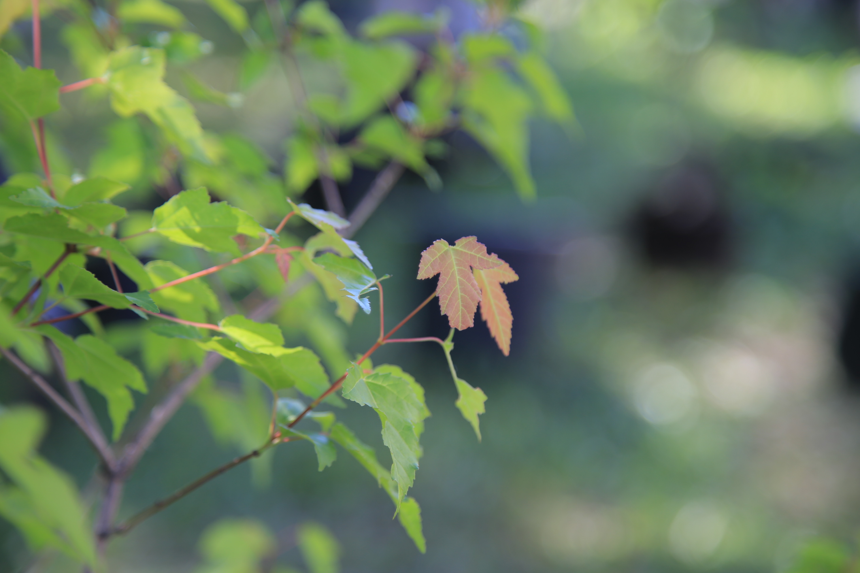 «Лес вместо носков»: подарить дерево на 23 Февраля предлагают экоактивисты