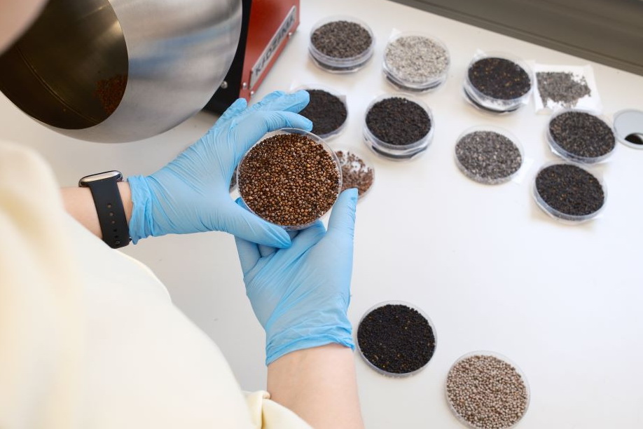 Гель для увеличения всхожести семян создали в Новосибирске