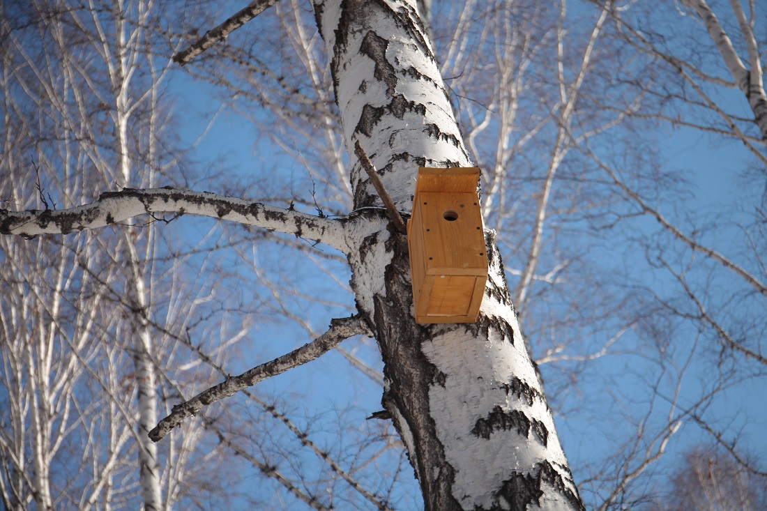 Новосибирцам предлагают построить «Дворец для скворца»