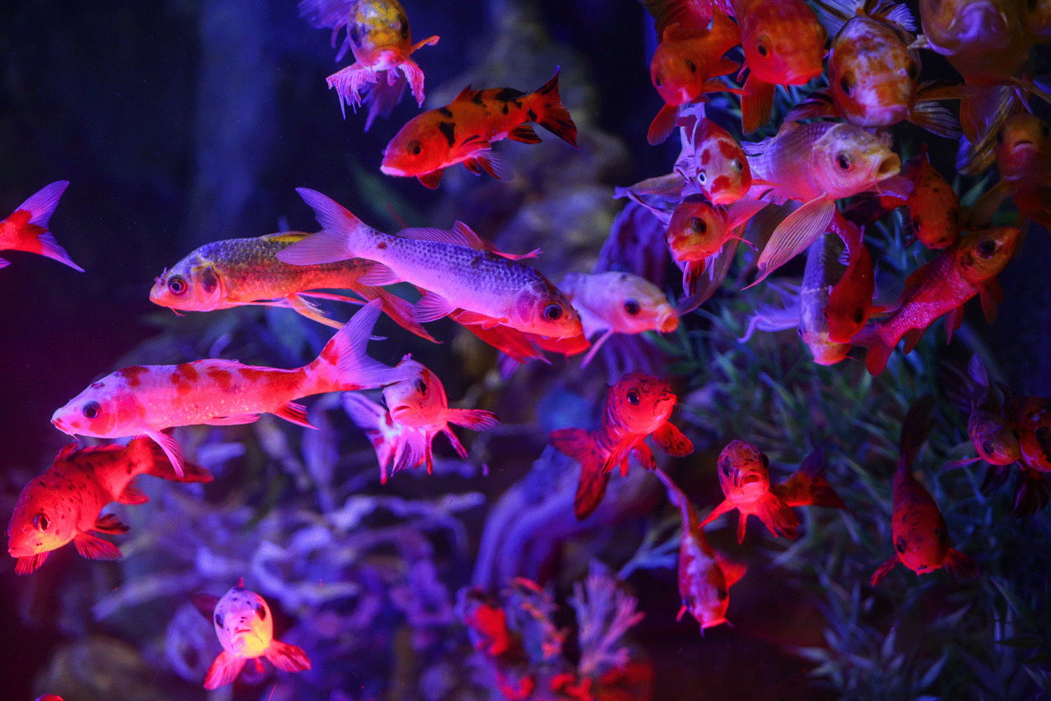 Лабео и морские лисички: 18 тысяч рыбок ввезли в Новосибирск из Таиланда