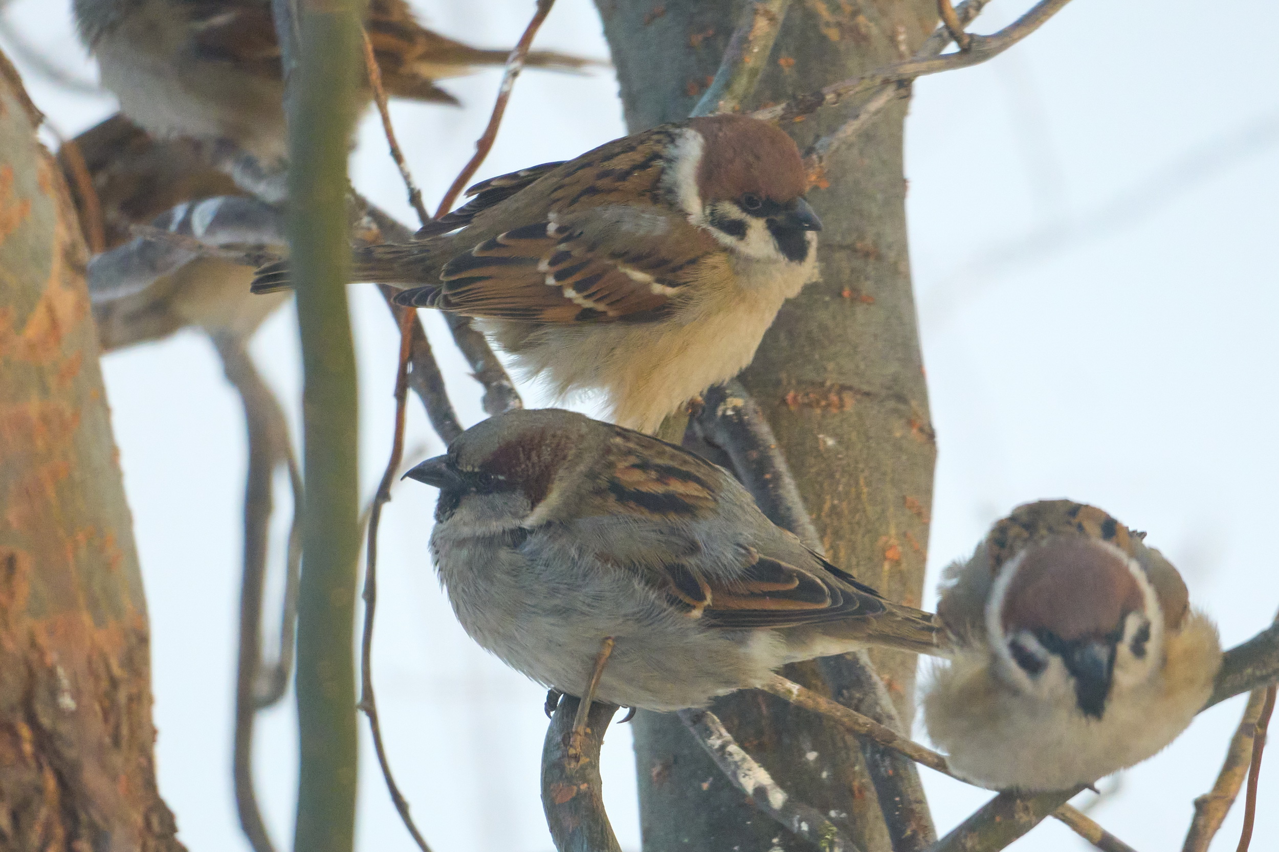 Птичья перепись: новосибирцам предложили посчитать воробьёв