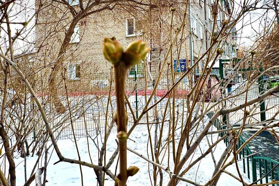 Из-за тёплого февраля в Новосибирске зазеленела сирень