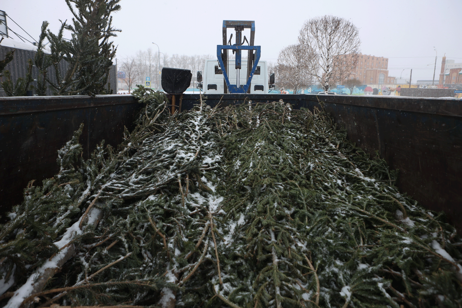 Новосибирцы сдали на утилизацию 36 кубометров новогодних ёлок