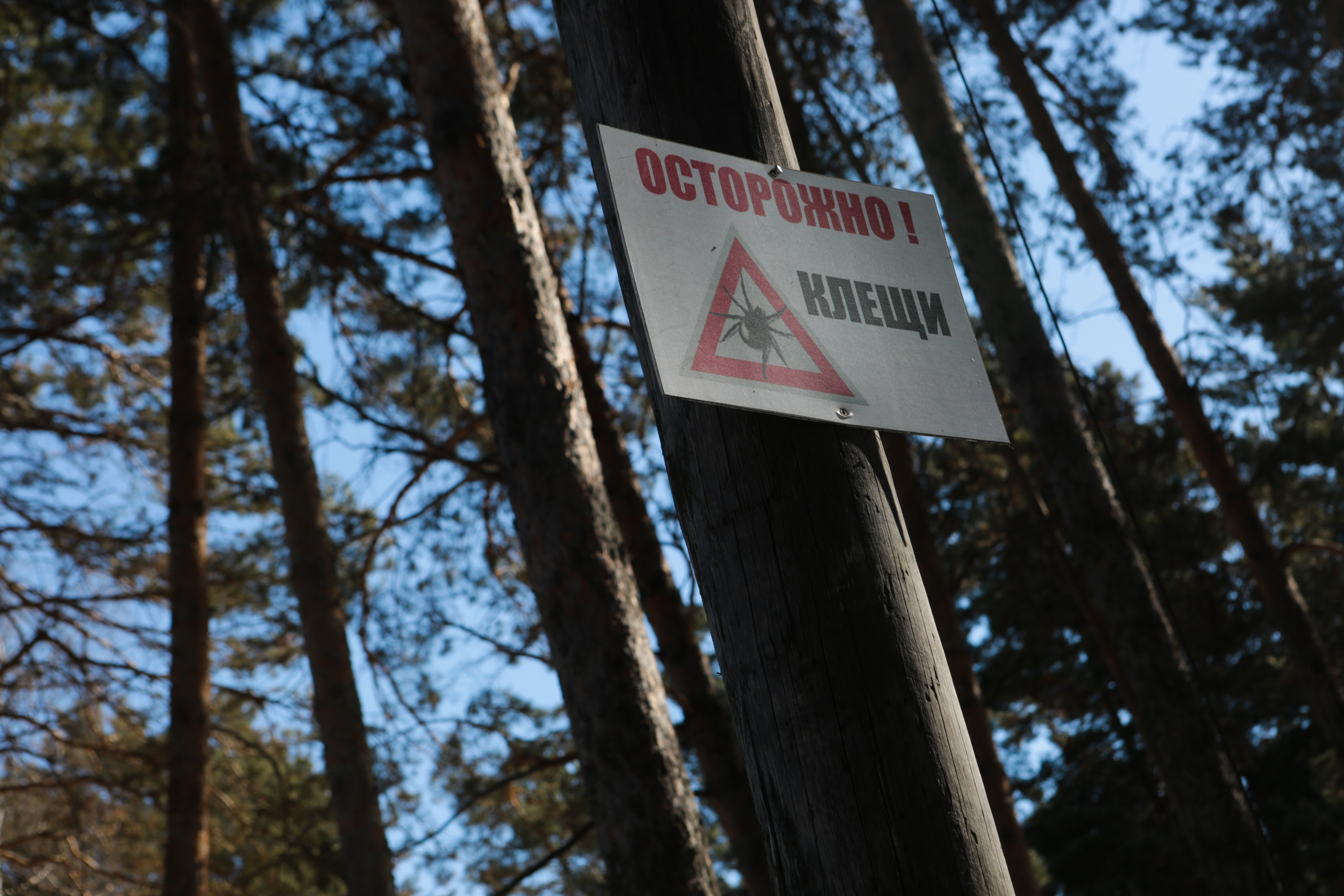 Клещи снизили активность в Новосибирской области