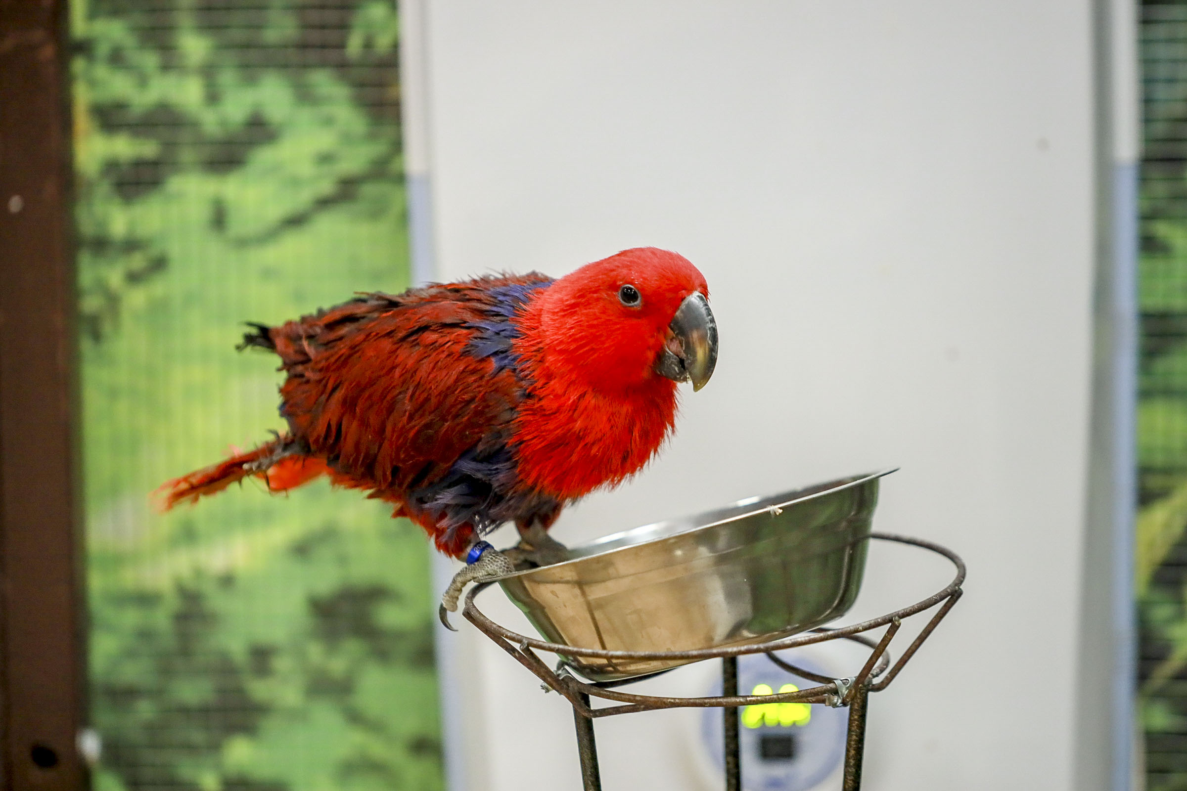 Могут выучить 1500 слов: редких попугаев собрали в ТЦ «Калейдоскоп»