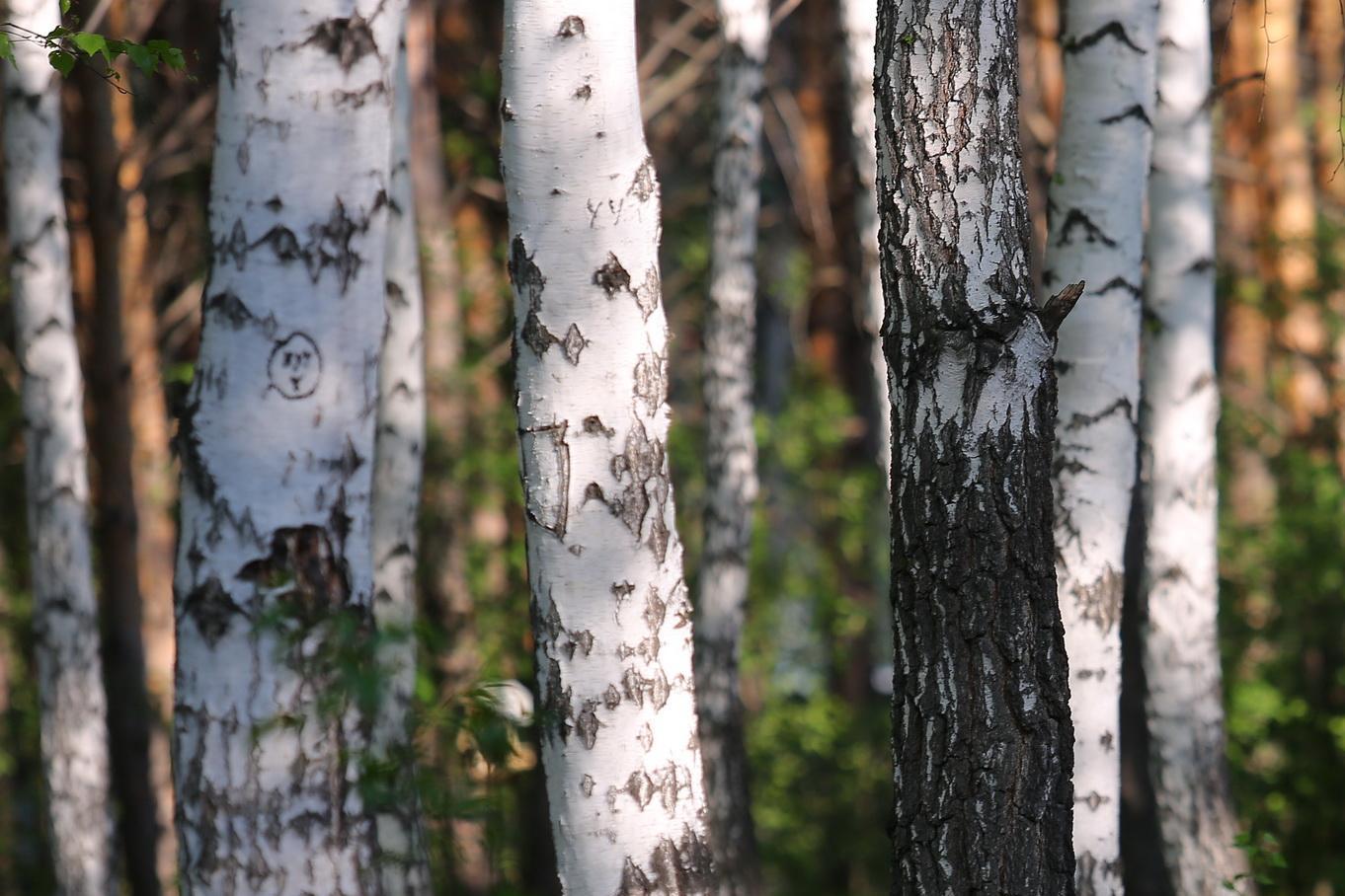 Сезон берёзового сока наступил в Новосибирской области