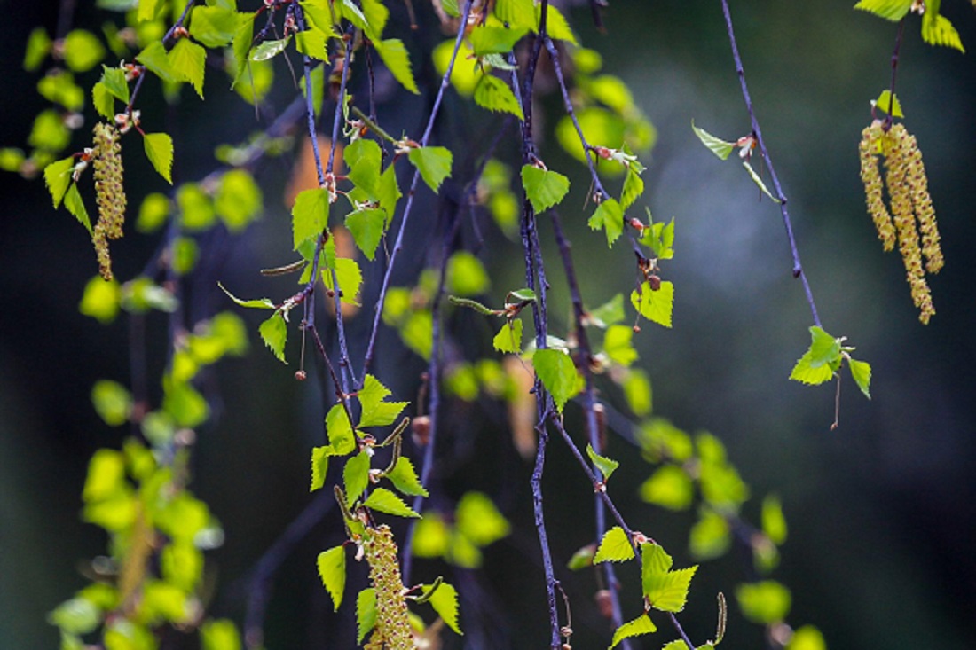 Новосибирцам назвали срок наступления астрономической весны