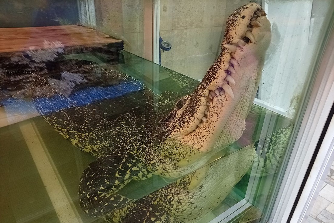 В Новосибирске владелец крокодила Кузи обжаловал решение о его изъятии