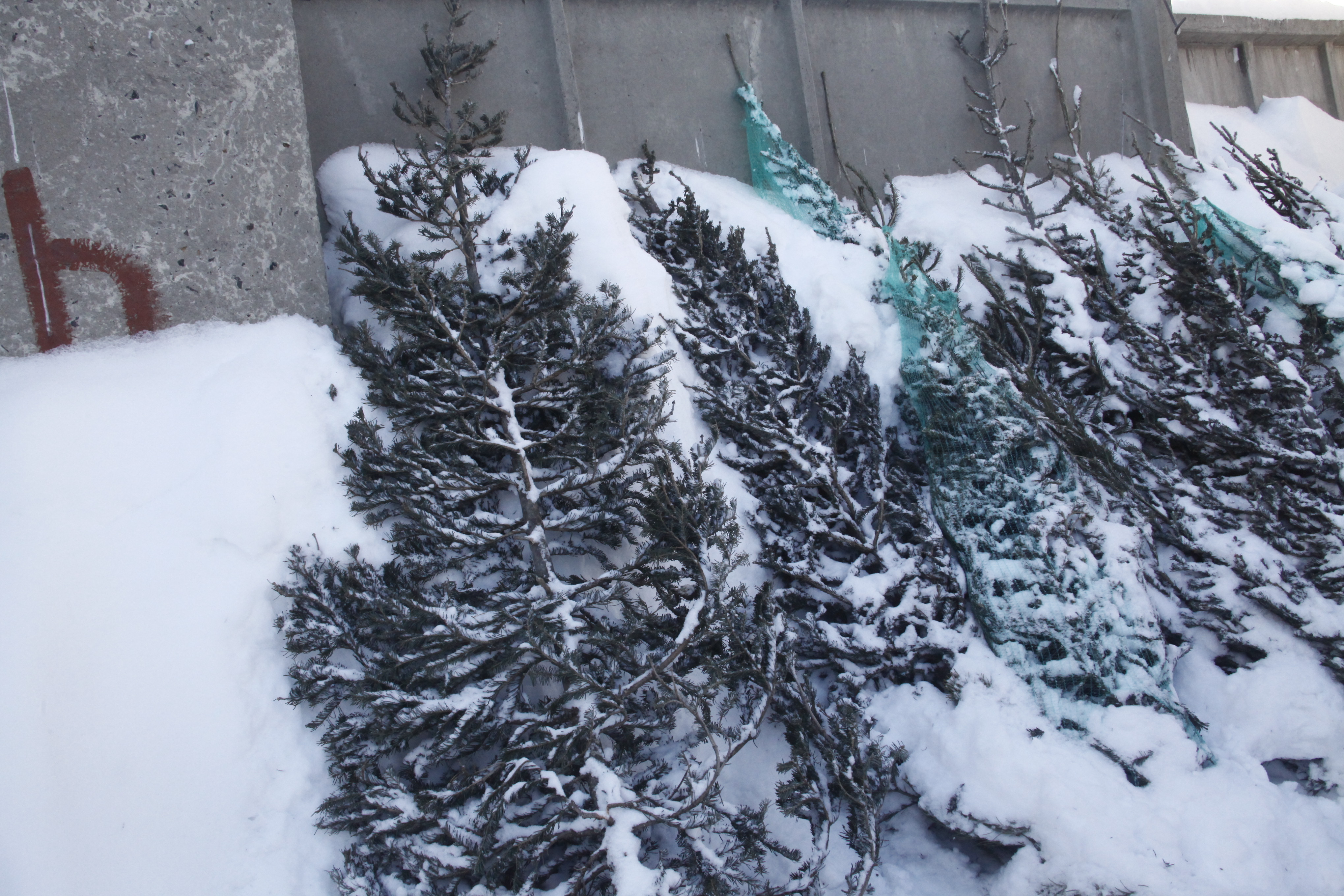 Больше 250 ёлок конфисковали с уличных базаров в Новосибирске