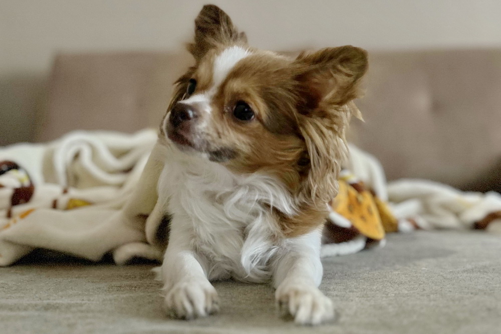 Больше 500 собак привили от бешенства с начала года в Новосибирске