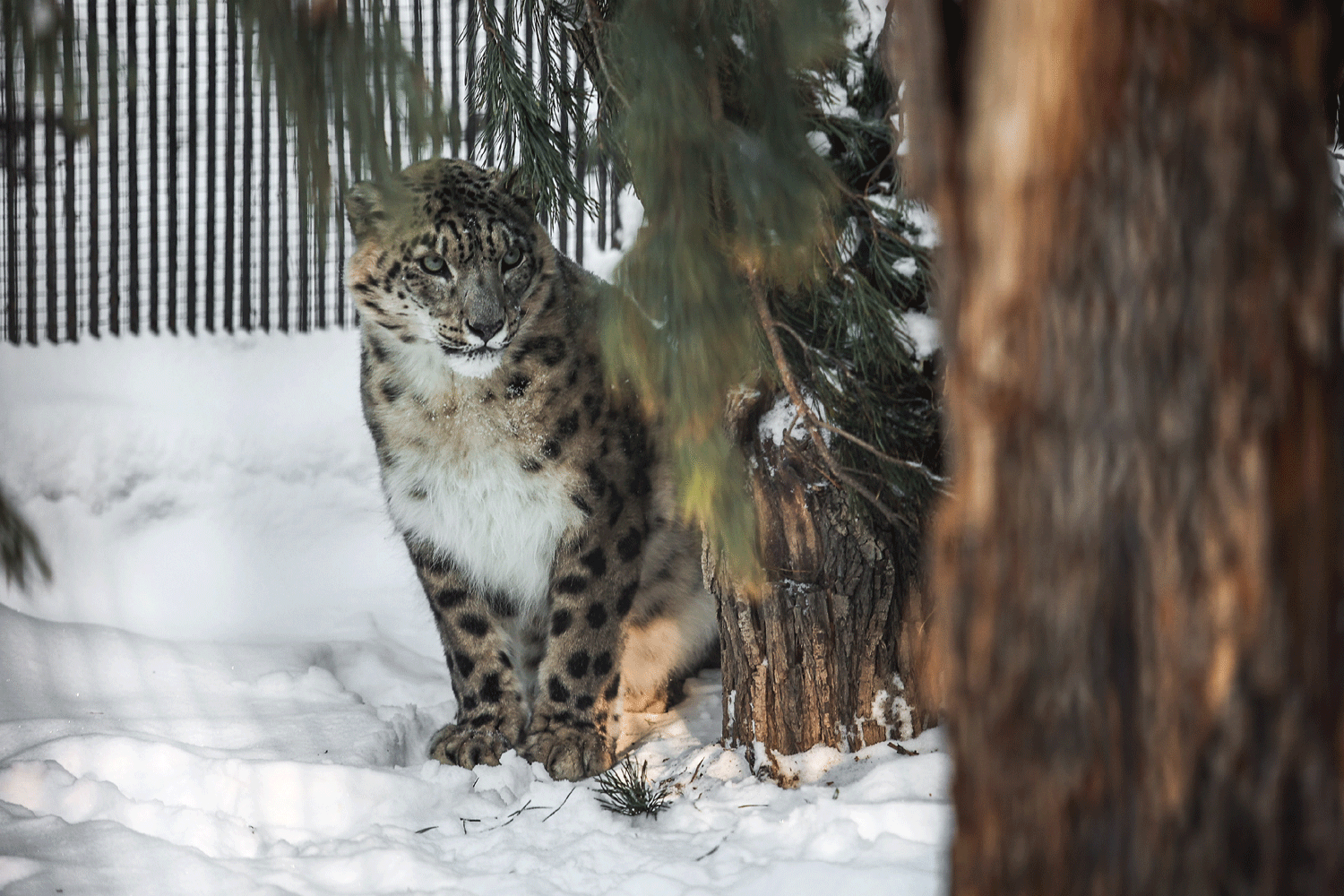 Сугробы высотой со снежного барса выросли этой зимой в Новосибирске