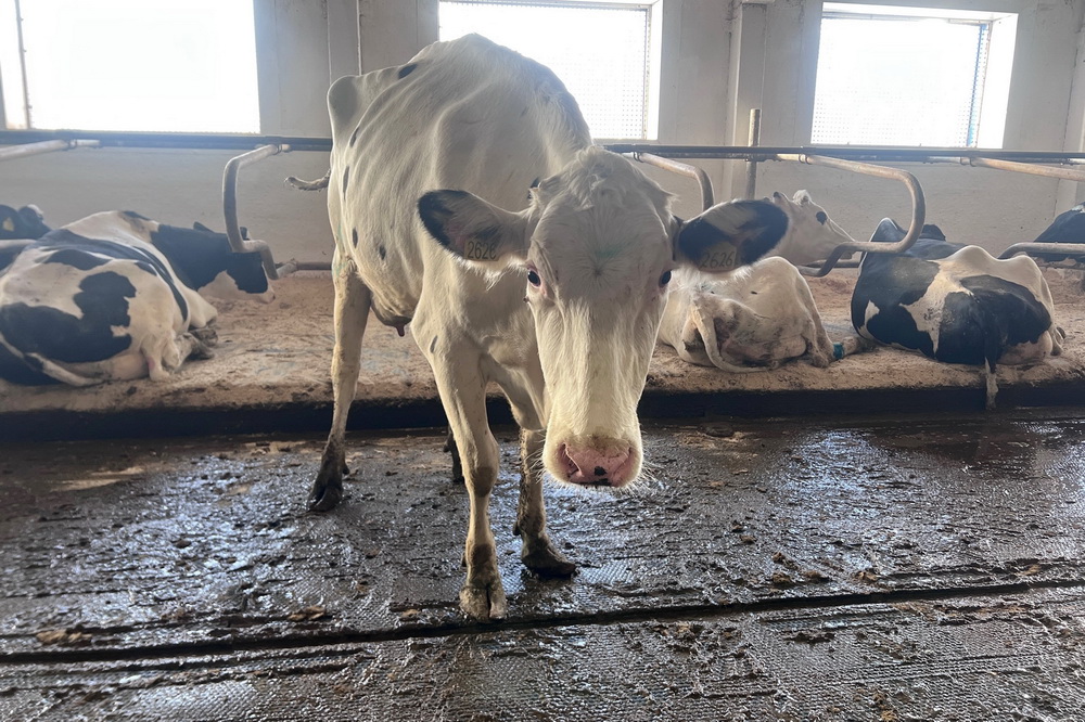 258 семей получили деньги за изъятый скот в Новосибирской области