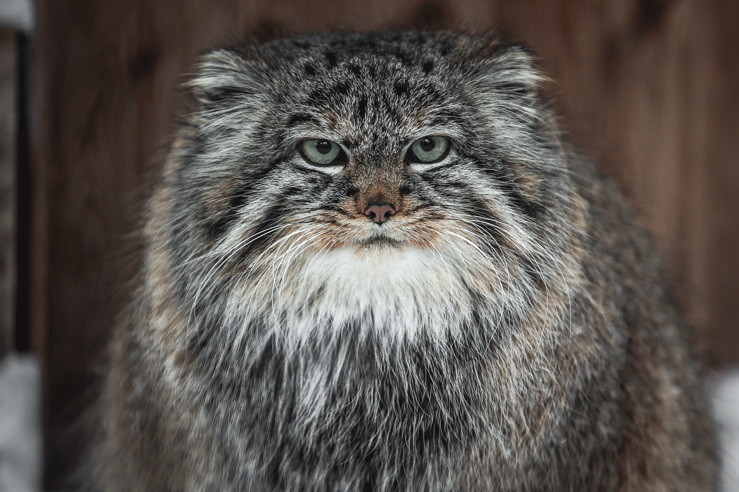 Солома и подкожный жир согревают зверей Новосибирского зоопарка в морозы