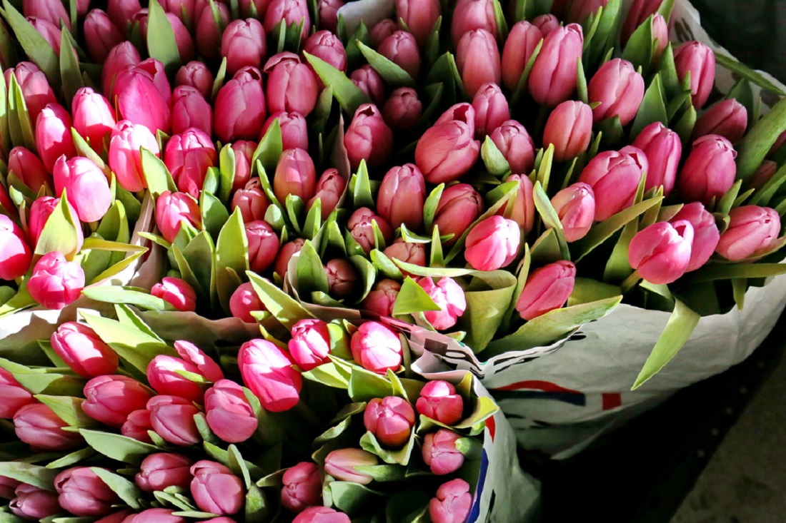 141 тонну цветов ввезли в Новосибирскую область перед 8 Марта