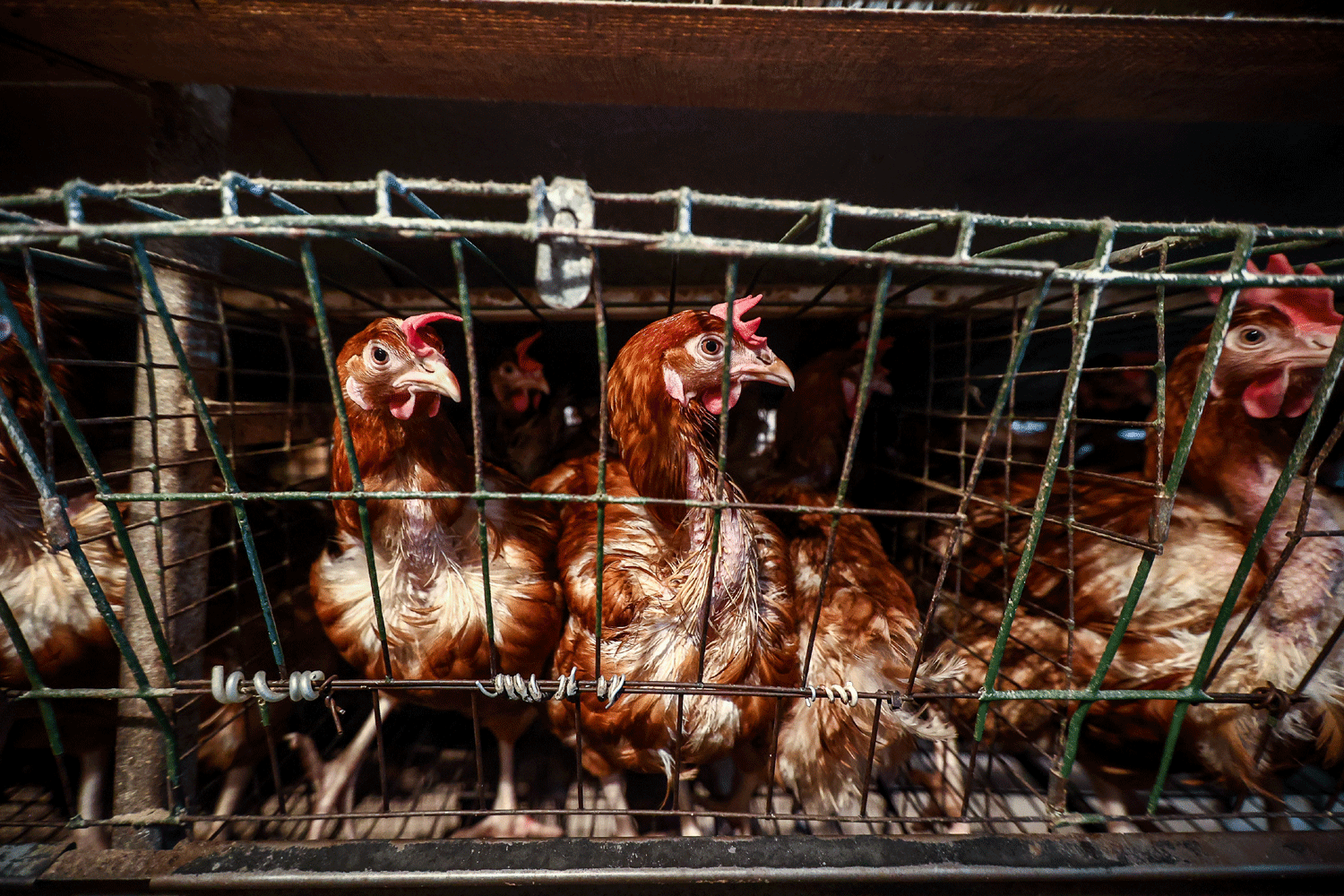 Линию протеиновых кормов запускают на птицефабрике под Новосибирском