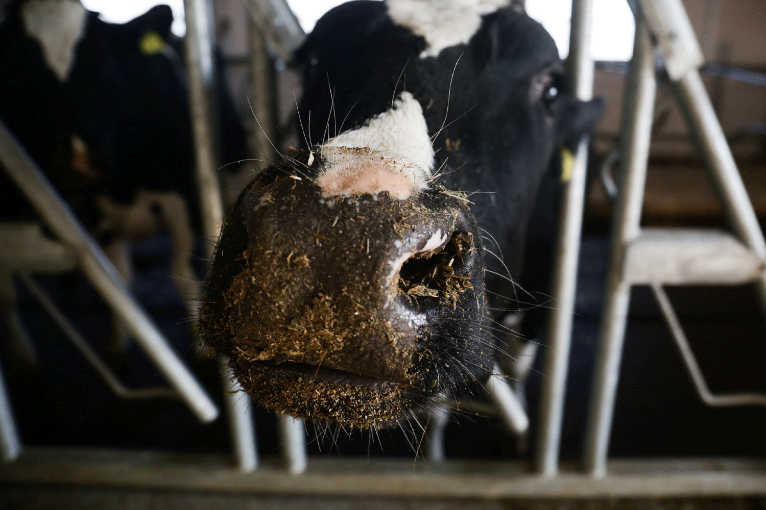 668 160 рублей выплатят за утрату скота в Новосибирской области