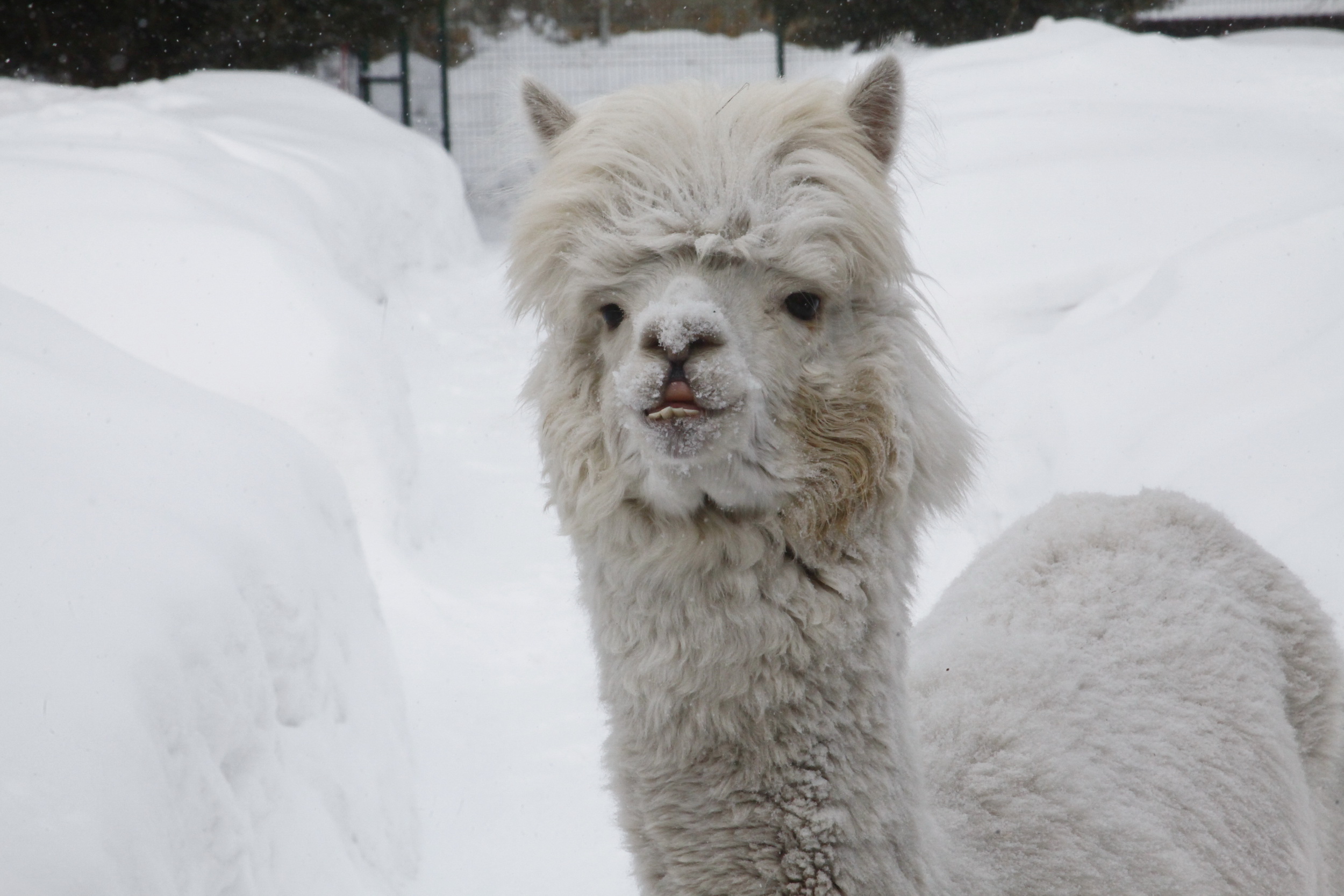 Плакса тут главная: репортаж из альпака-кафе, открывшегося в Новосибирске