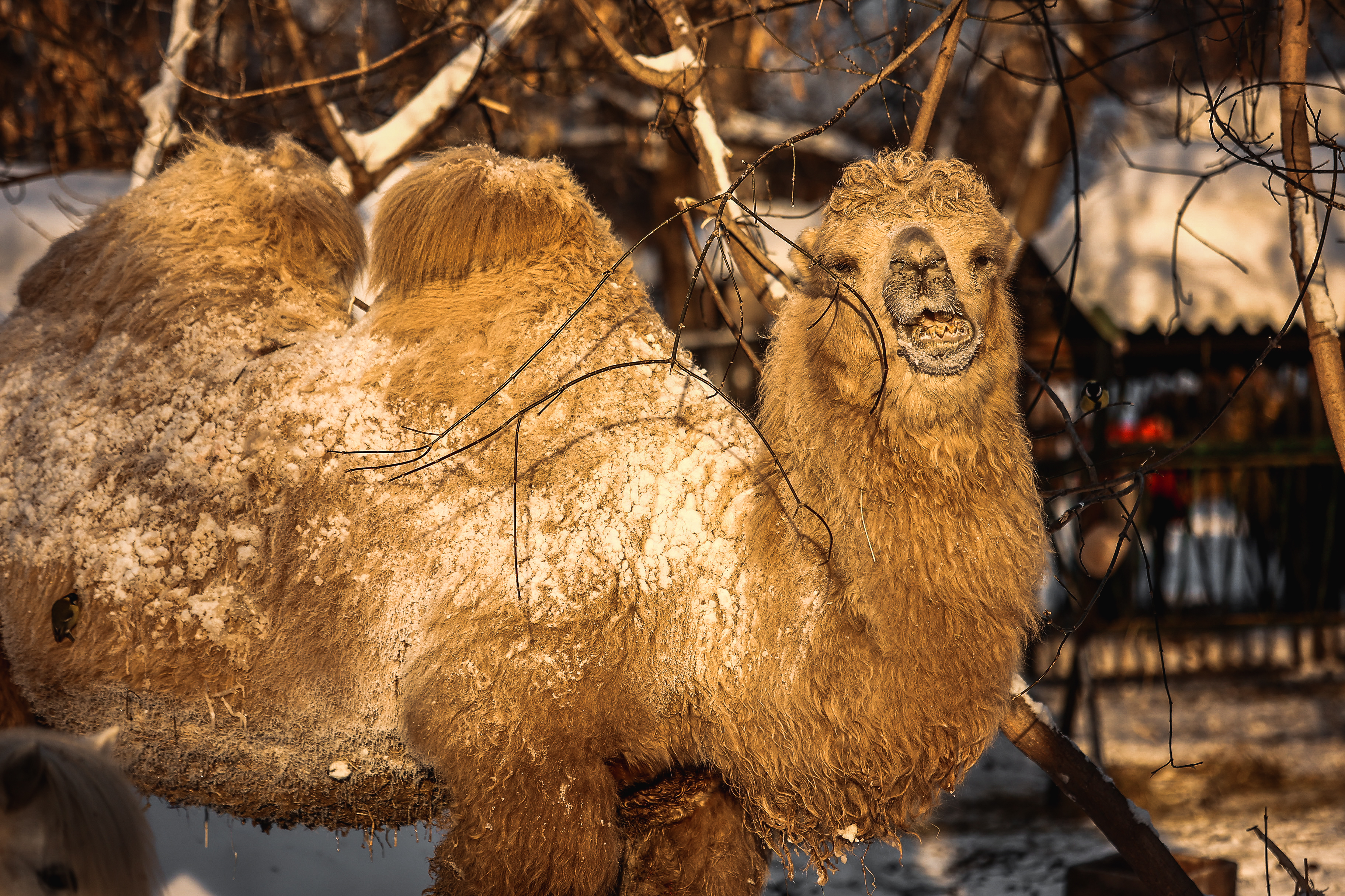 Билет в зоопарк Новосибирска подорожал на 100 рублей