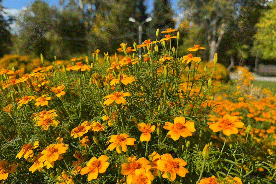 Как стать волонтёром в голосовании за благоустройство в Новосибирске