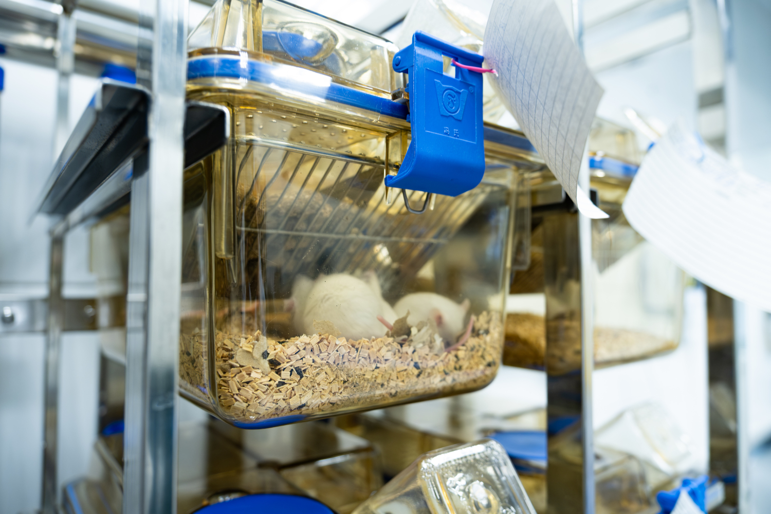 Голых мышей выращивает новый SPF-виварий в Новосибирске