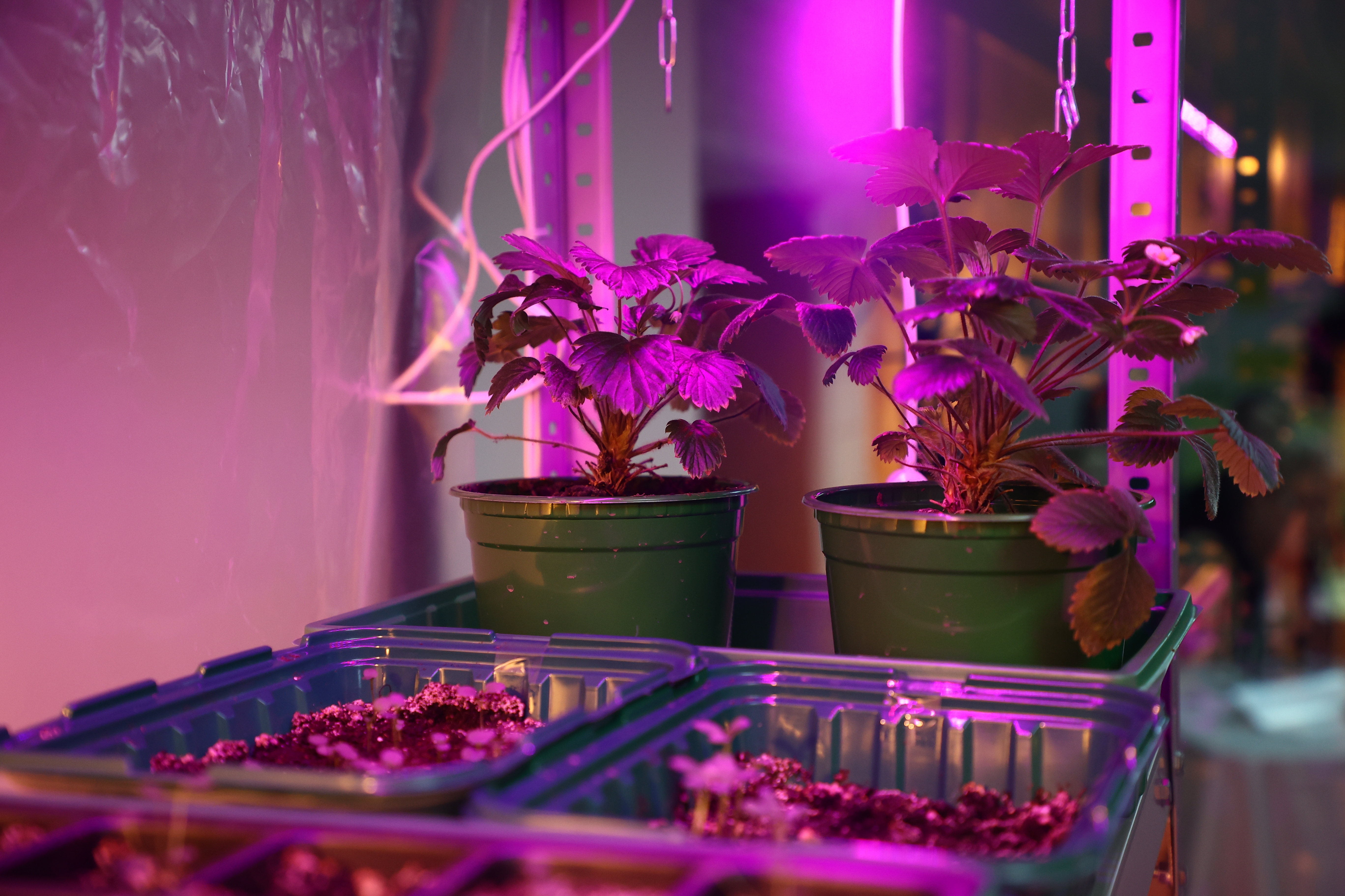 Биолабораторию для выращивания овощей открыли в новосибирской гимназии