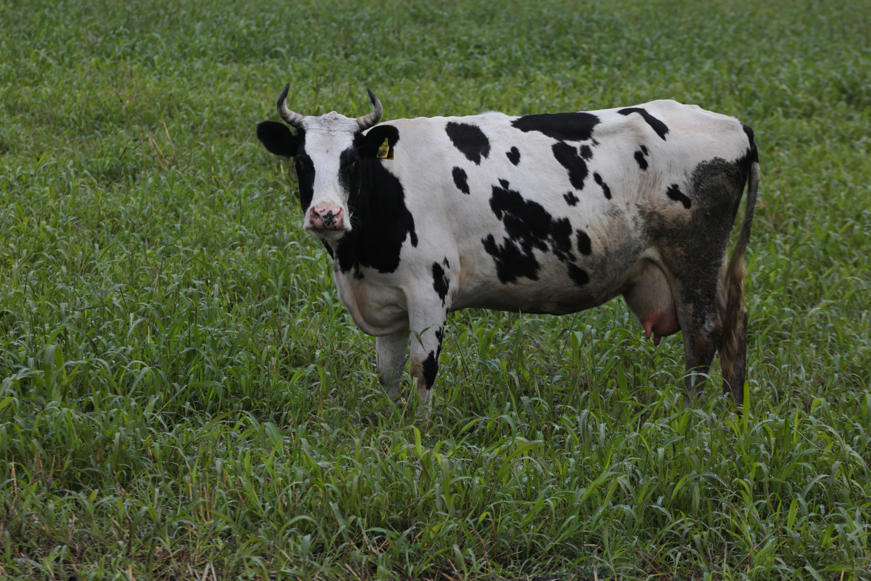 Компенсации за изъятых коров начали выплачивать новосибирским крестьянам