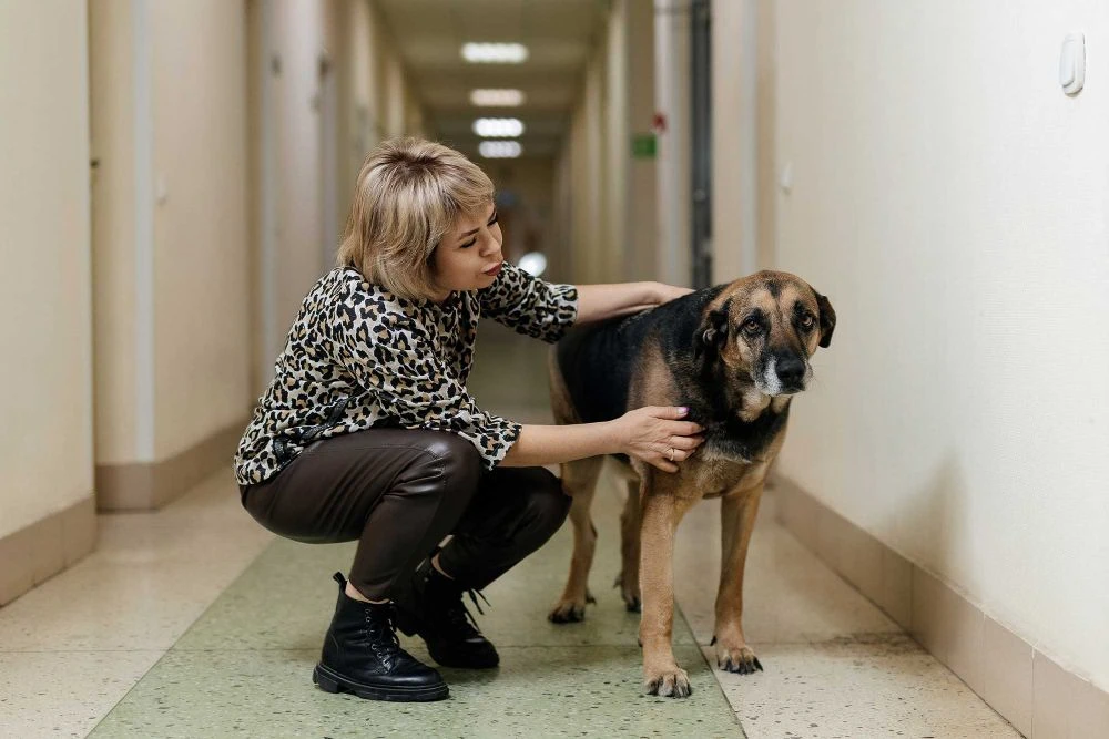 «Успокаивают нервы»: коты и собаки помогают врачам скорой в Новосибирске