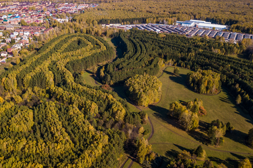 Аварийные деревья начали сносить в загадочном лесу под Новосибирском