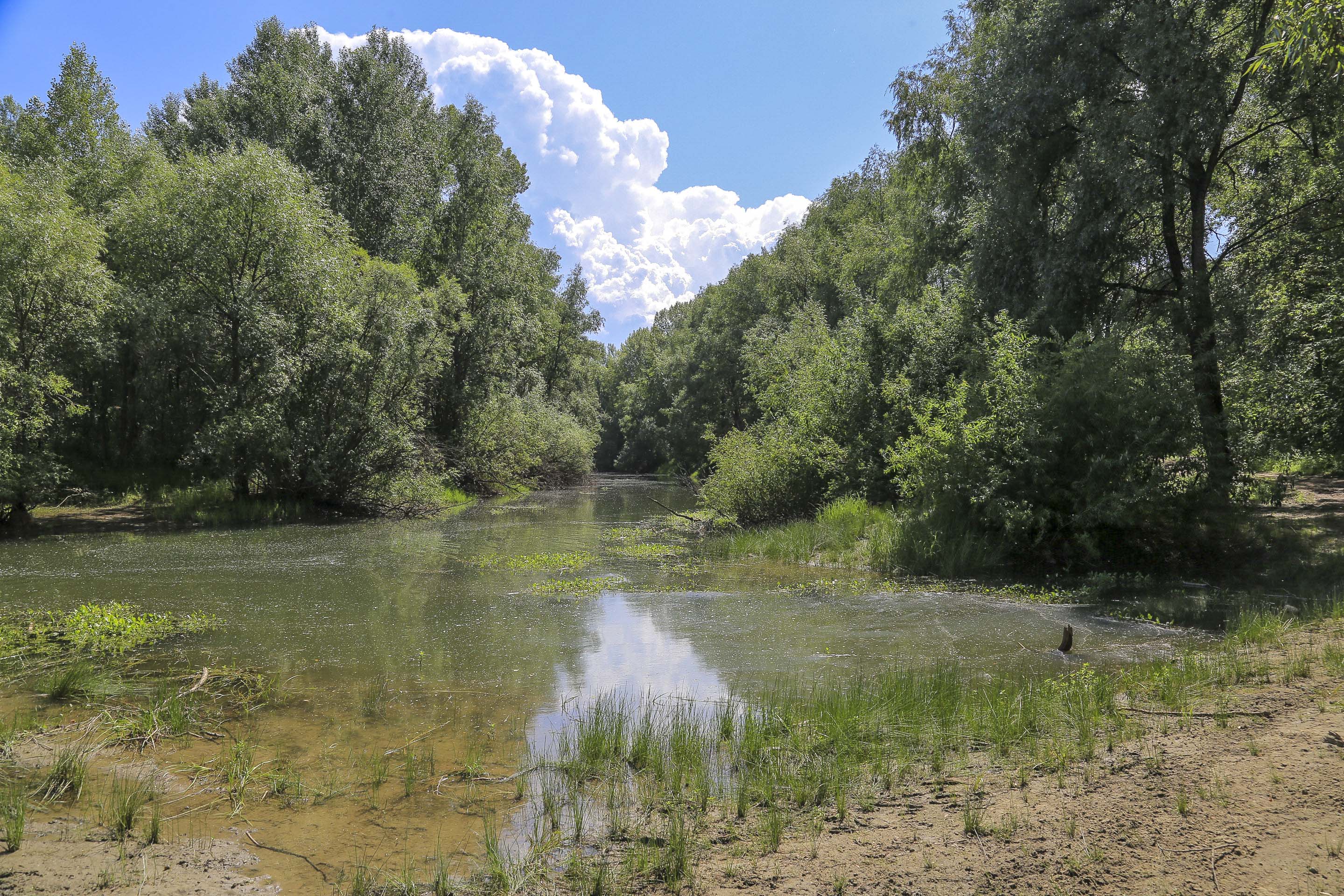 Нашествие комаров и мошек предсказывают новосибирцам из-за снежной зимы