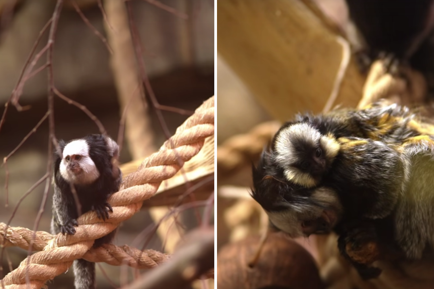 Крохотная игрунка Жоффруа появилась на свет в Новосибирском зоопарке