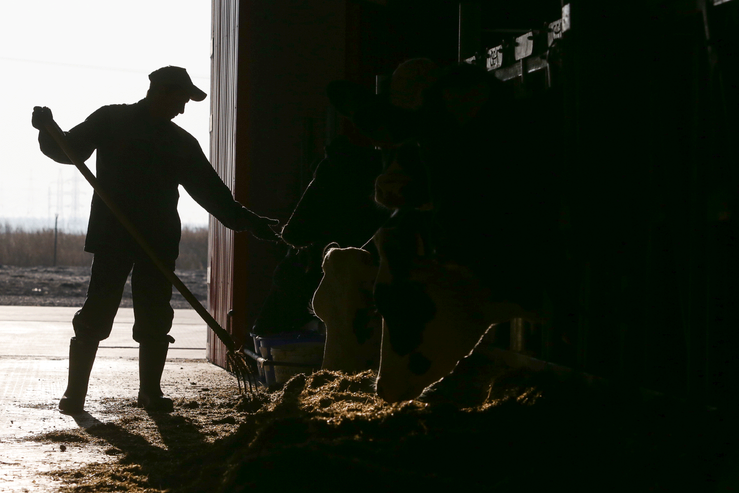 Онищенко: скот изымают, чтобы люди не заболели пастереллёзом