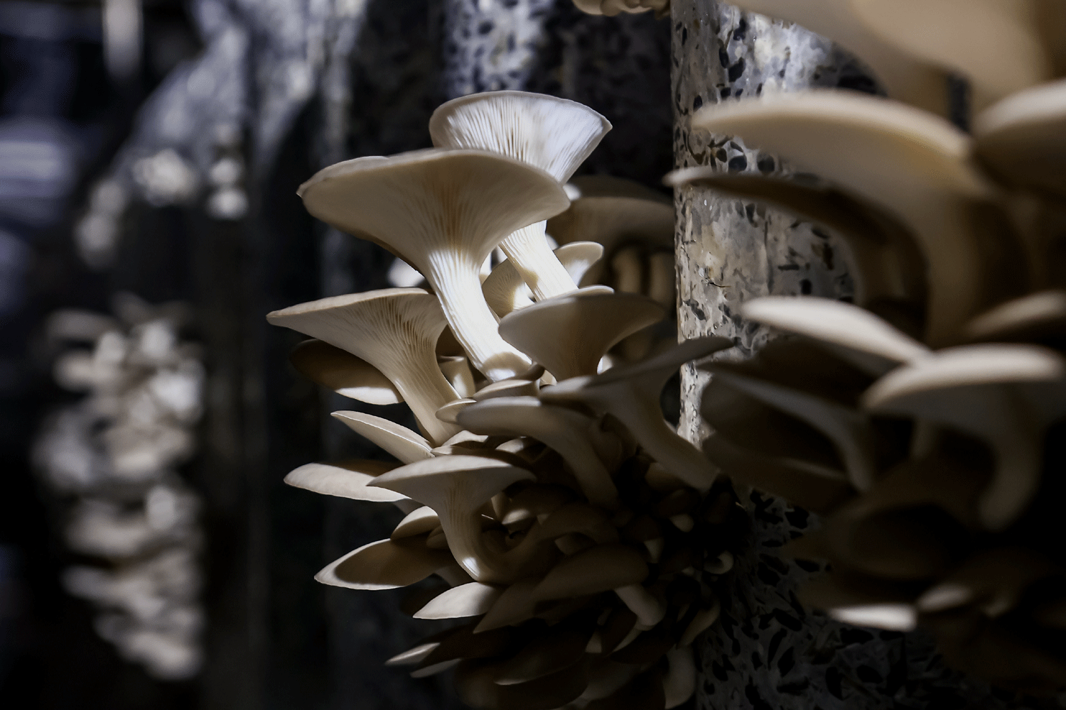 Редкие грибы запретят собирать жителям Новосибирской области