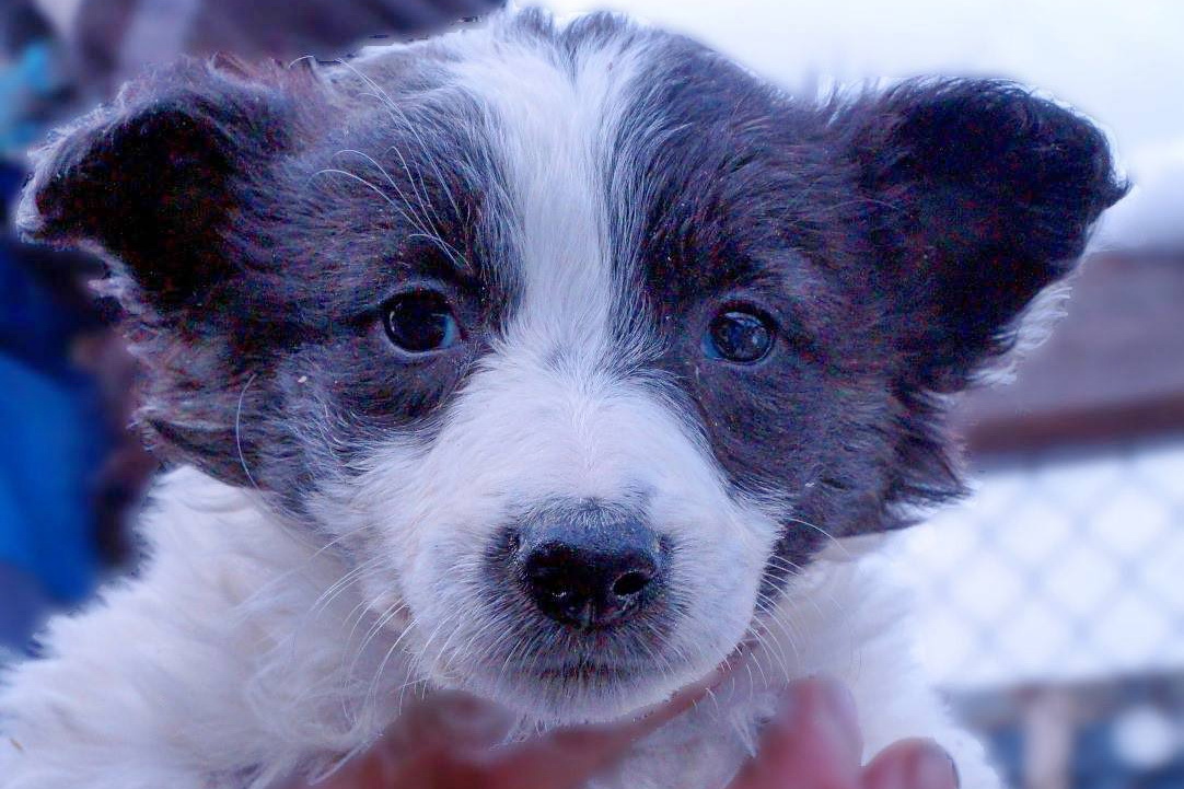 Помочь утеплить вольеры в приюте для собак попросили новосибирцев