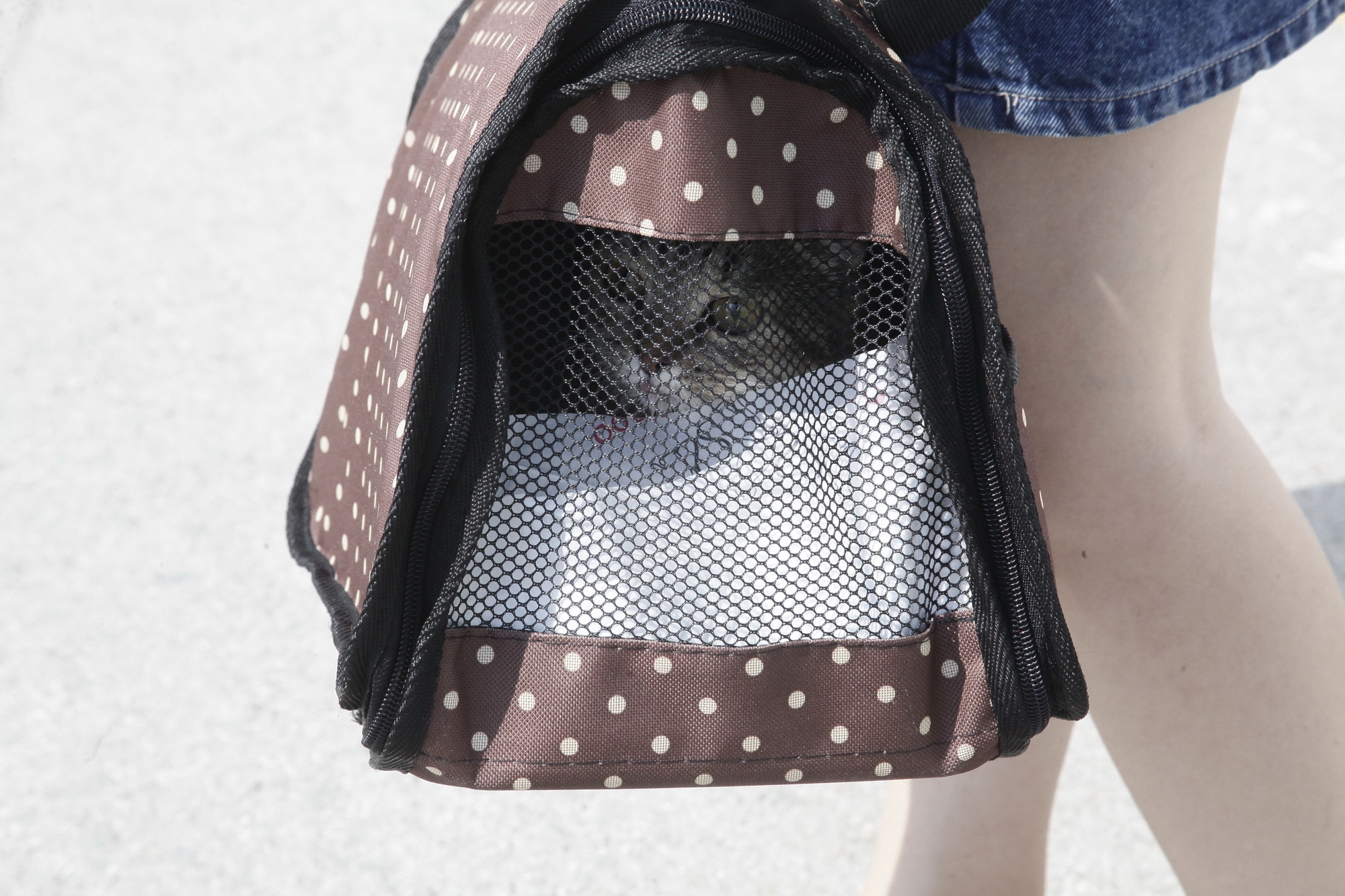 Афиша выходных: русский костюм, экзотические растения и раздача животных