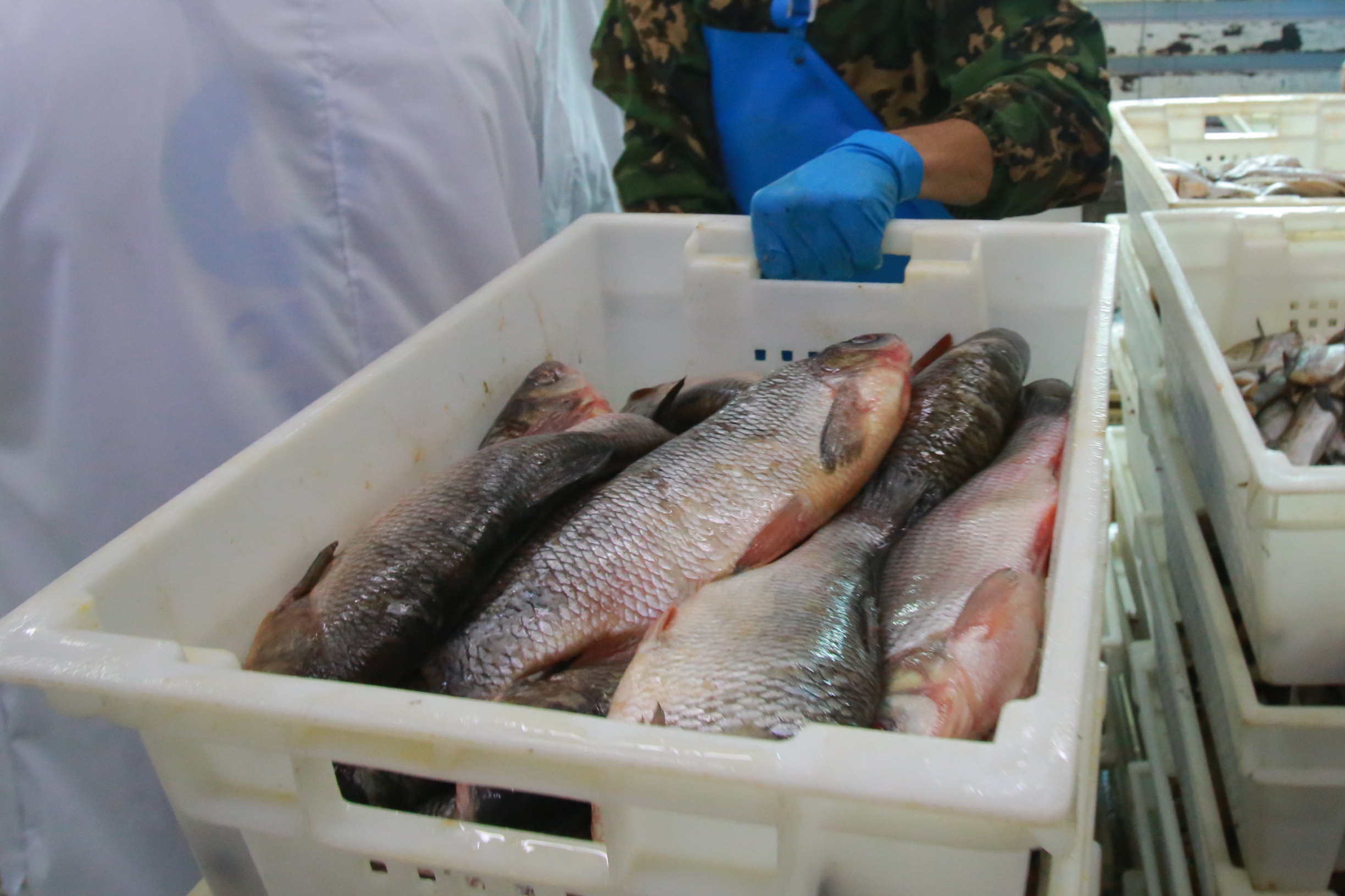 Названы самые богатые рыбой водоёмы Новосибирской области