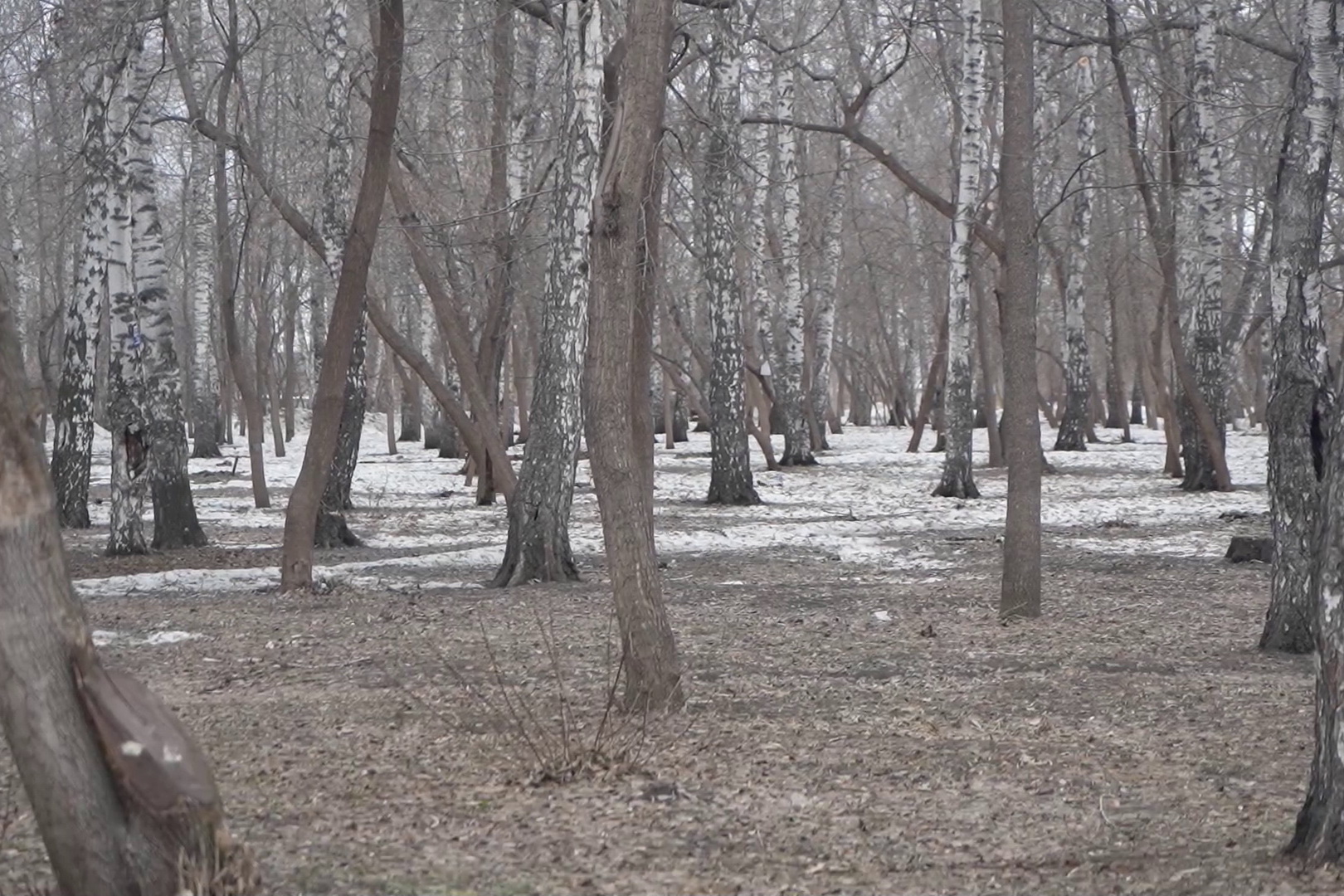 В парках Новосибирска рыхлят снег на пробуждающихся цветниках