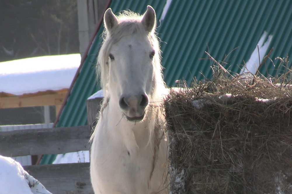 Госуслуги для коней: в Новосибирске работают над новой цифровой площадкой