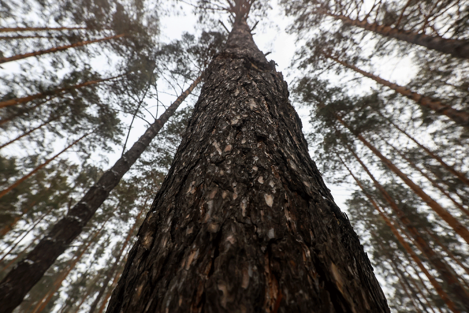 Новосибирский прокурор уличил 45-летнего томича в контрабанде древесины