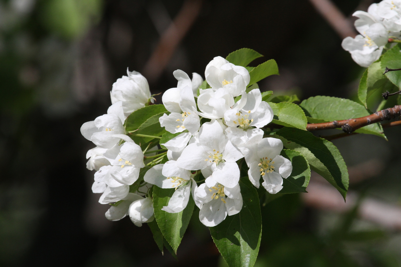 Три сокращённых рабочих недели ожидают новосибирцев во втором квартале