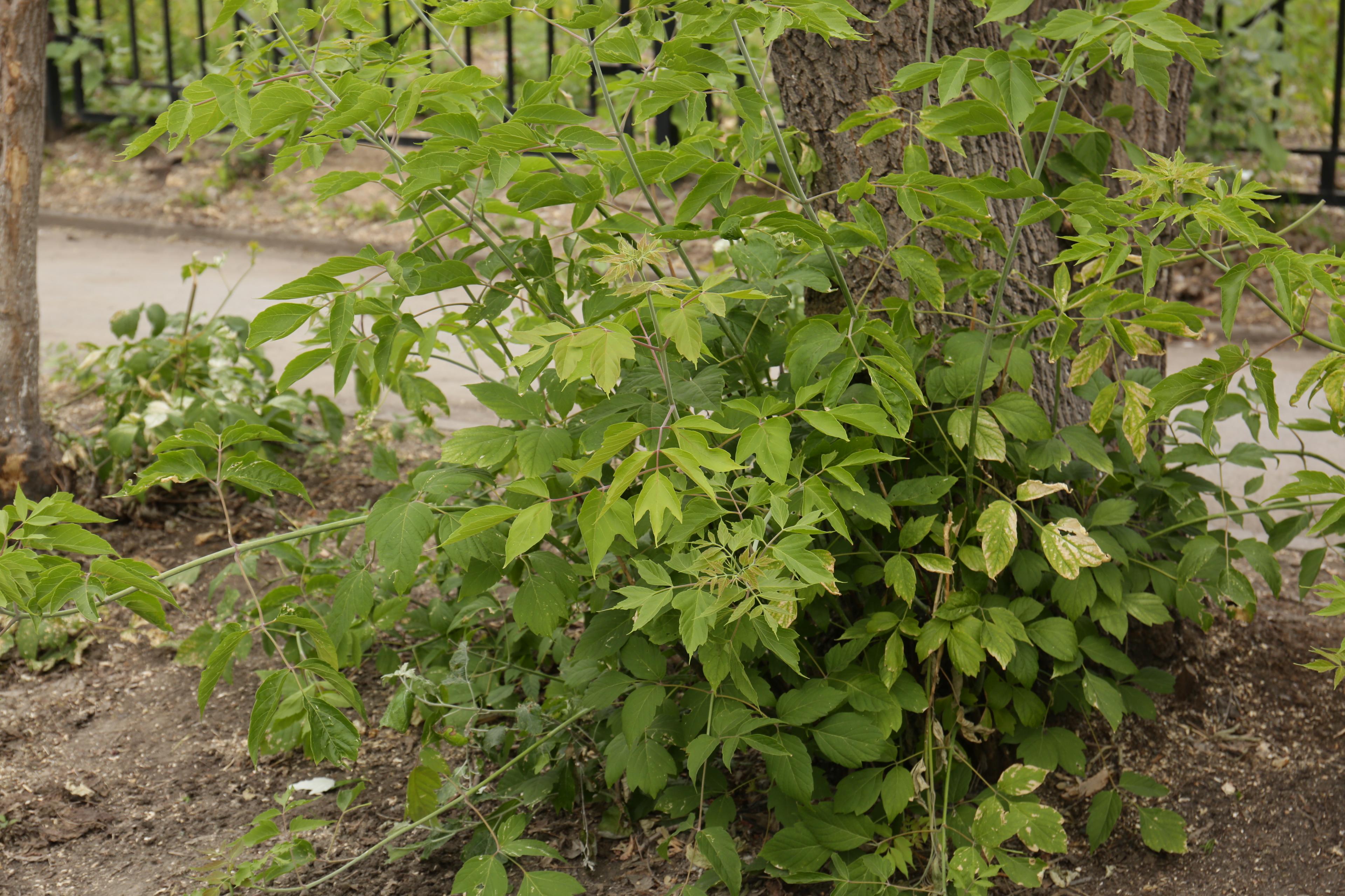 Штраф до 700 тысяч: новосибирцев обяжут бороться с американским клёном