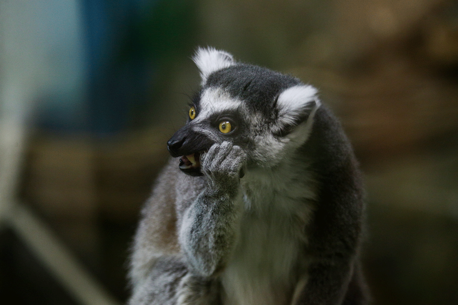 Новосибирский зоопарк перешёл на весенний режим работы