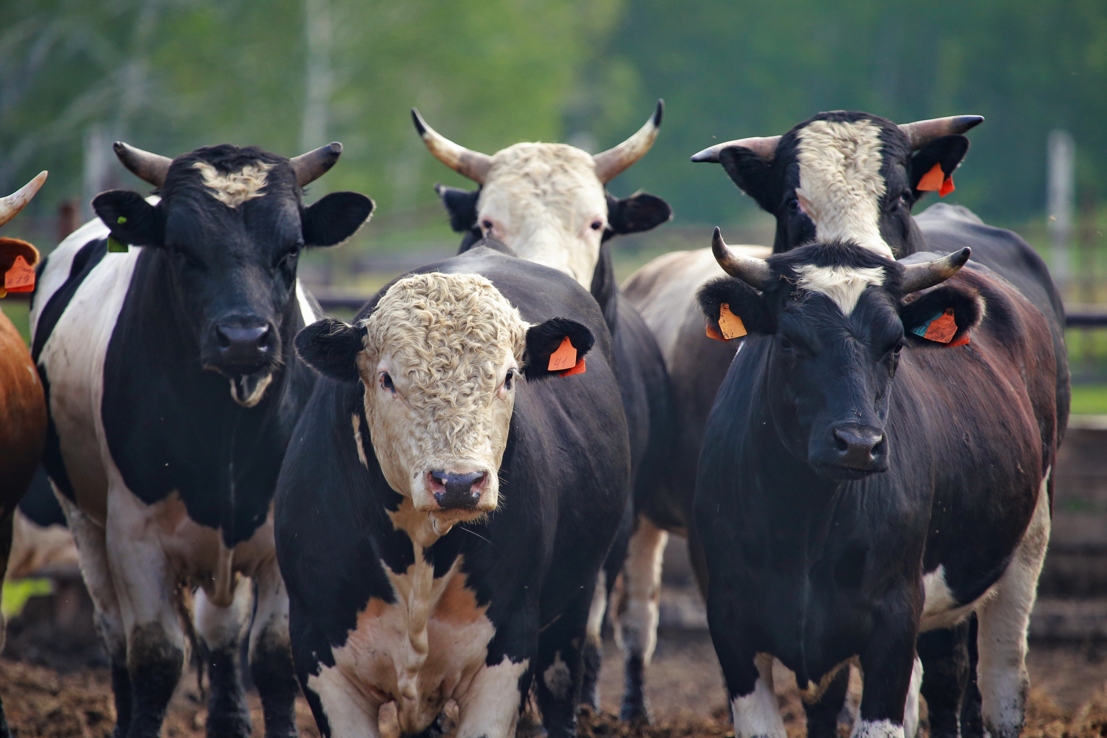 Биолог поддержал меры по борьбе с пастереллёзом в Новосибирской области