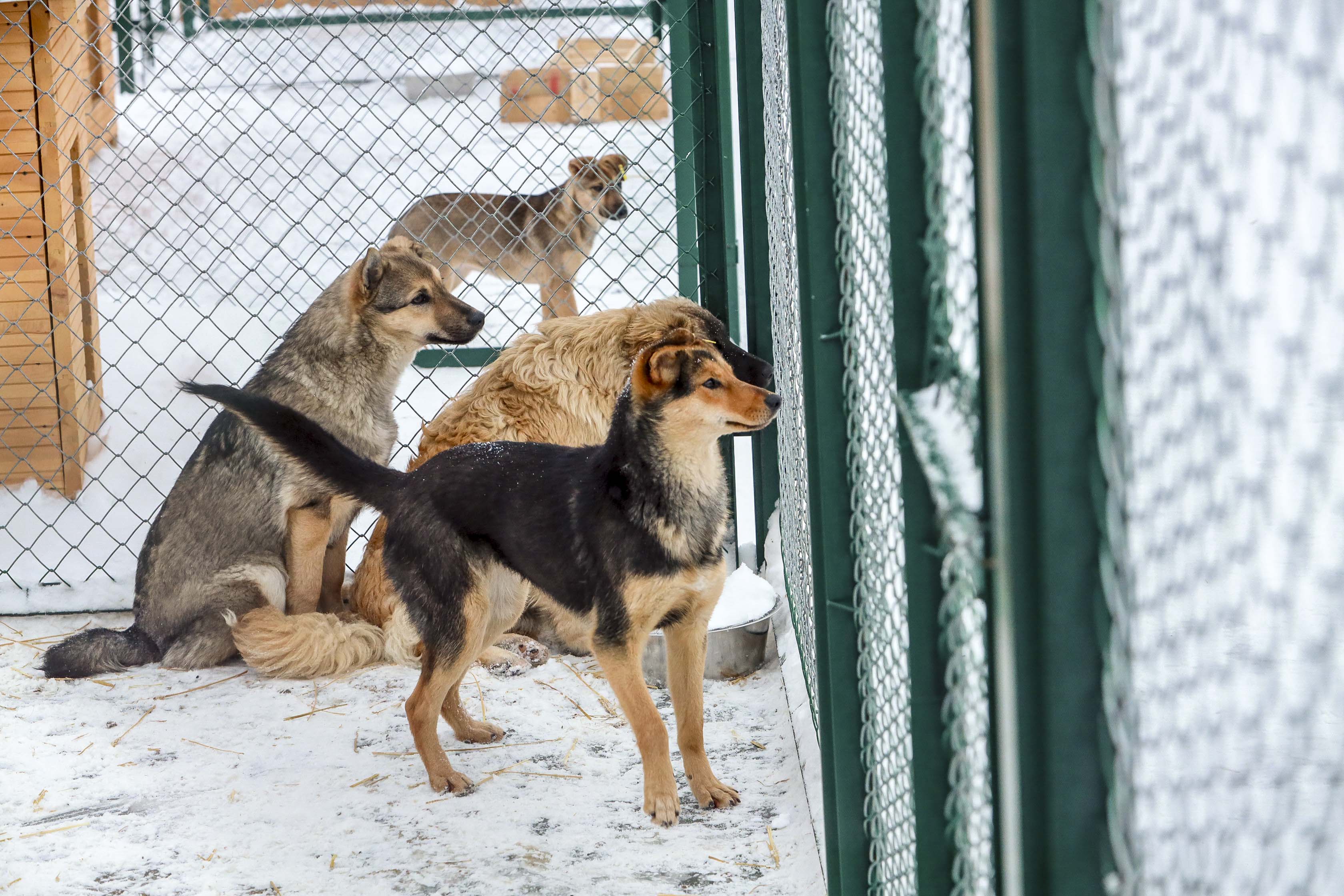 Если вы пропустили: собачий дом, неутешное горе и откровения Деда Мороза